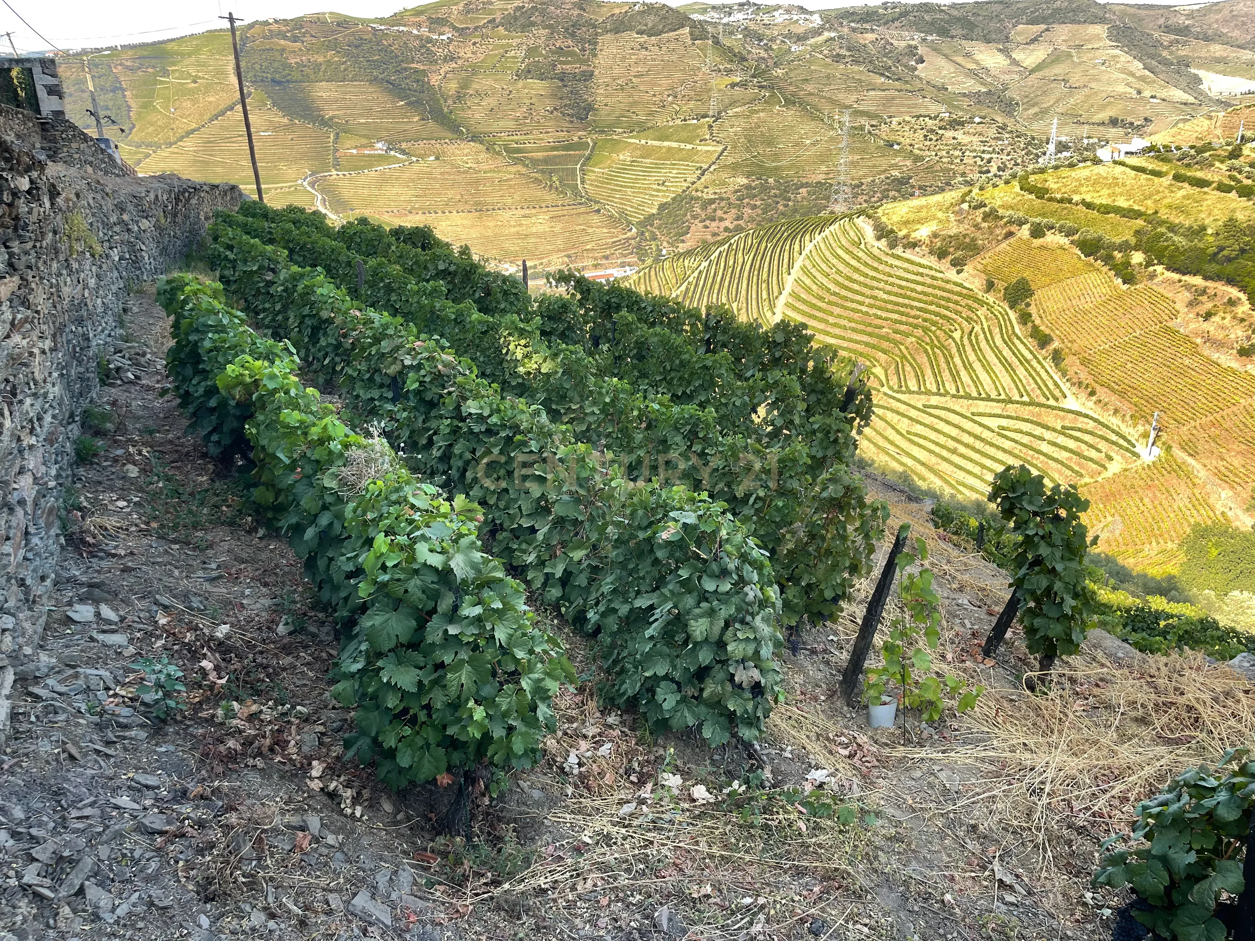 Terreno em Valdigem, com uma área total de 3.350m², oferece vistas panorâmicas sobre o Rio Douro. Tem licença para a construção de uma casa com seis quartos (T6), além de uma vasta área de terreno com vinhas antigas de categoria A. - Image 21