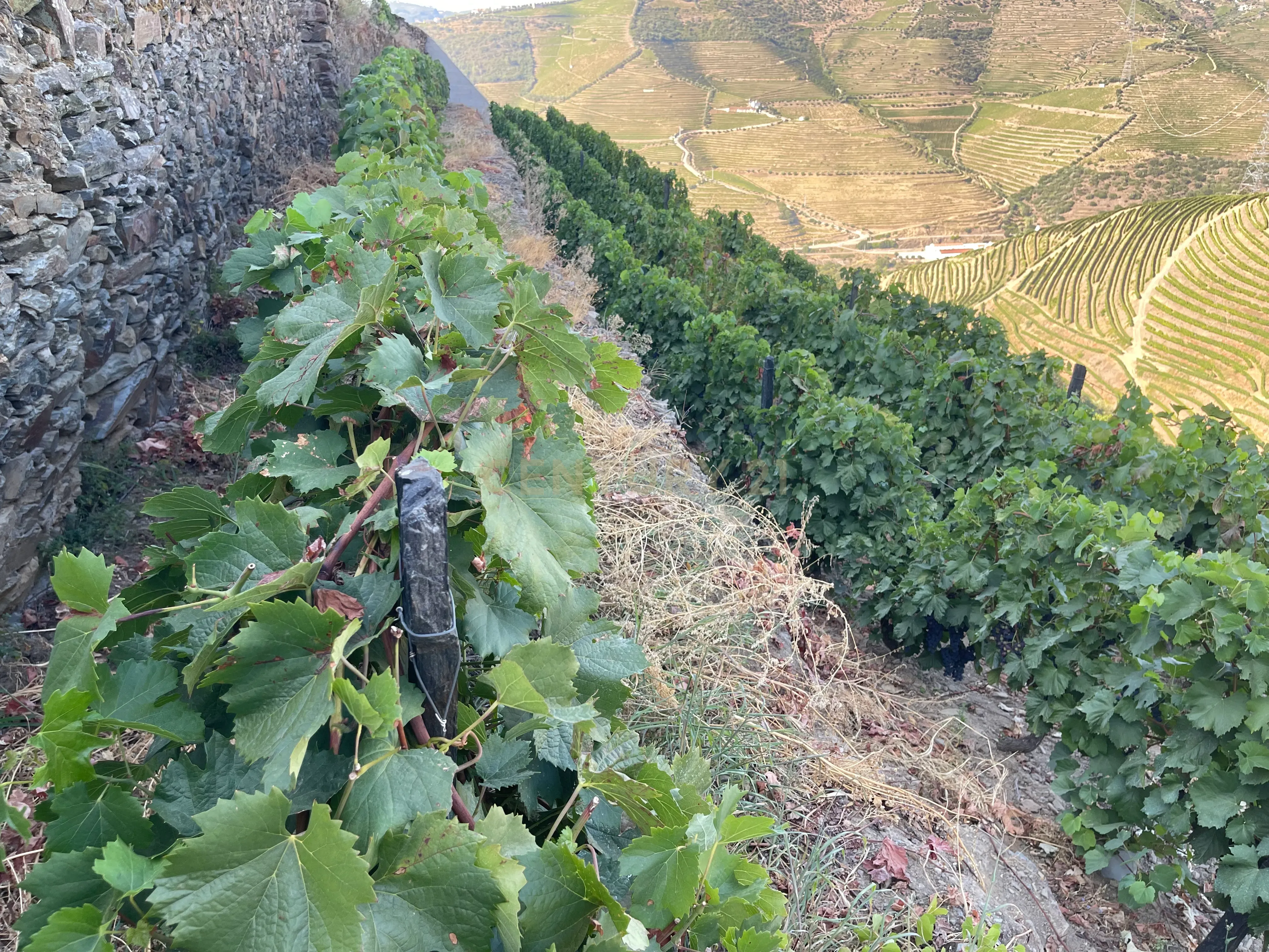 Terreno em Valdigem, com uma área total de 3.350m², oferece vistas panorâmicas sobre o Rio Douro. Tem licença para a construção de uma casa com seis quartos (T6), além de uma vasta área de terreno com vinhas antigas de categoria A. - Image 22