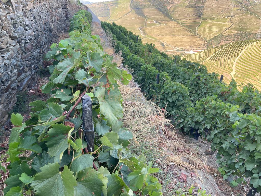 Terreno em Valdigem, com uma área total de 3.350m², oferece vistas panorâmicas sobre o Rio Douro. Tem licença para a construção de uma casa com seis quartos (T6), além de uma vasta área de terreno com vinhas antigas de categoria A. - Image 22