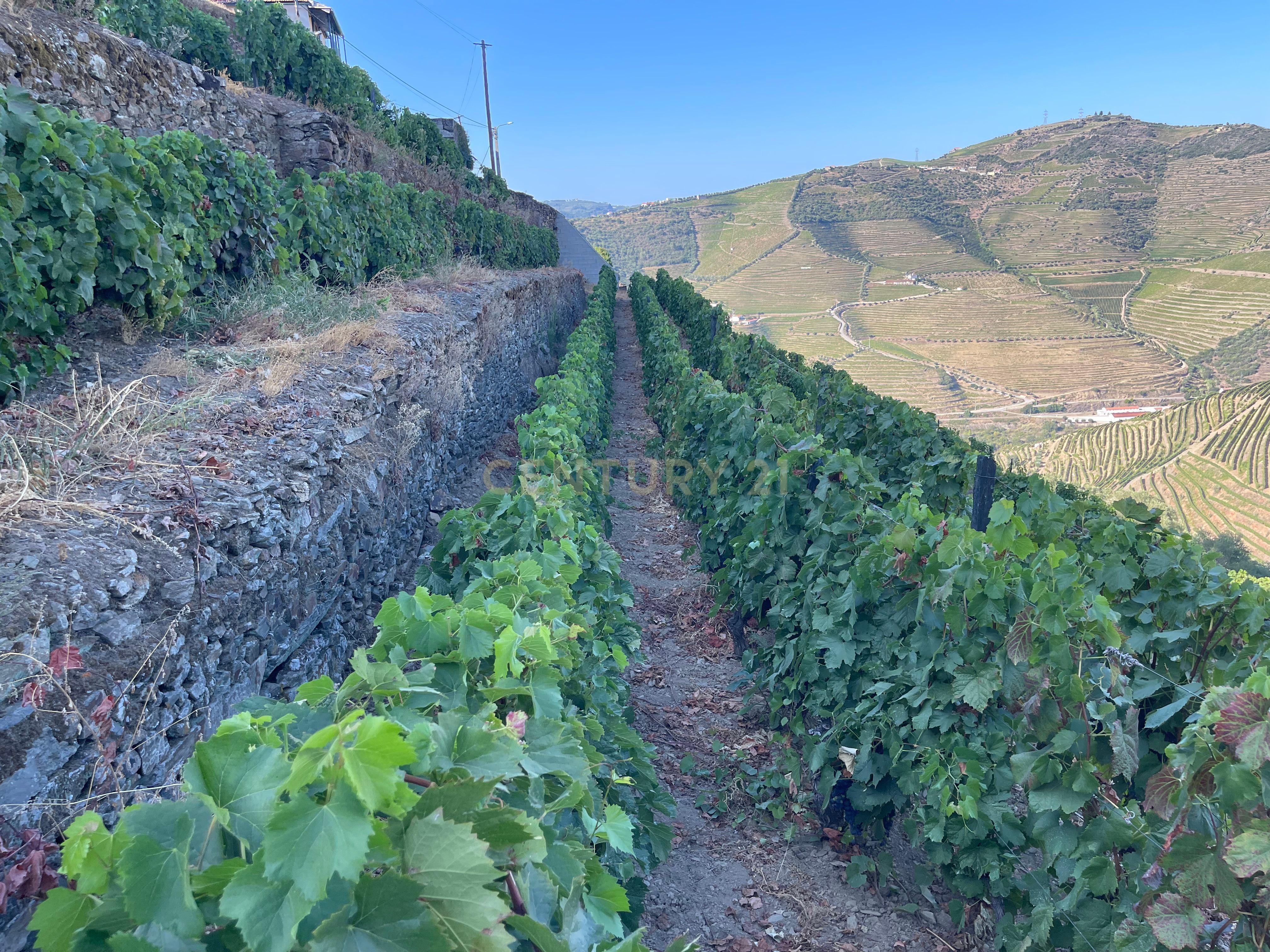 Terreno em Valdigem, com uma área total de 3.350m², oferece vistas panorâmicas sobre o Rio Douro. Tem licença para a construção de uma casa com seis quartos (T6), além de uma vasta área de terreno com vinhas antigas de categoria A. - Image 43