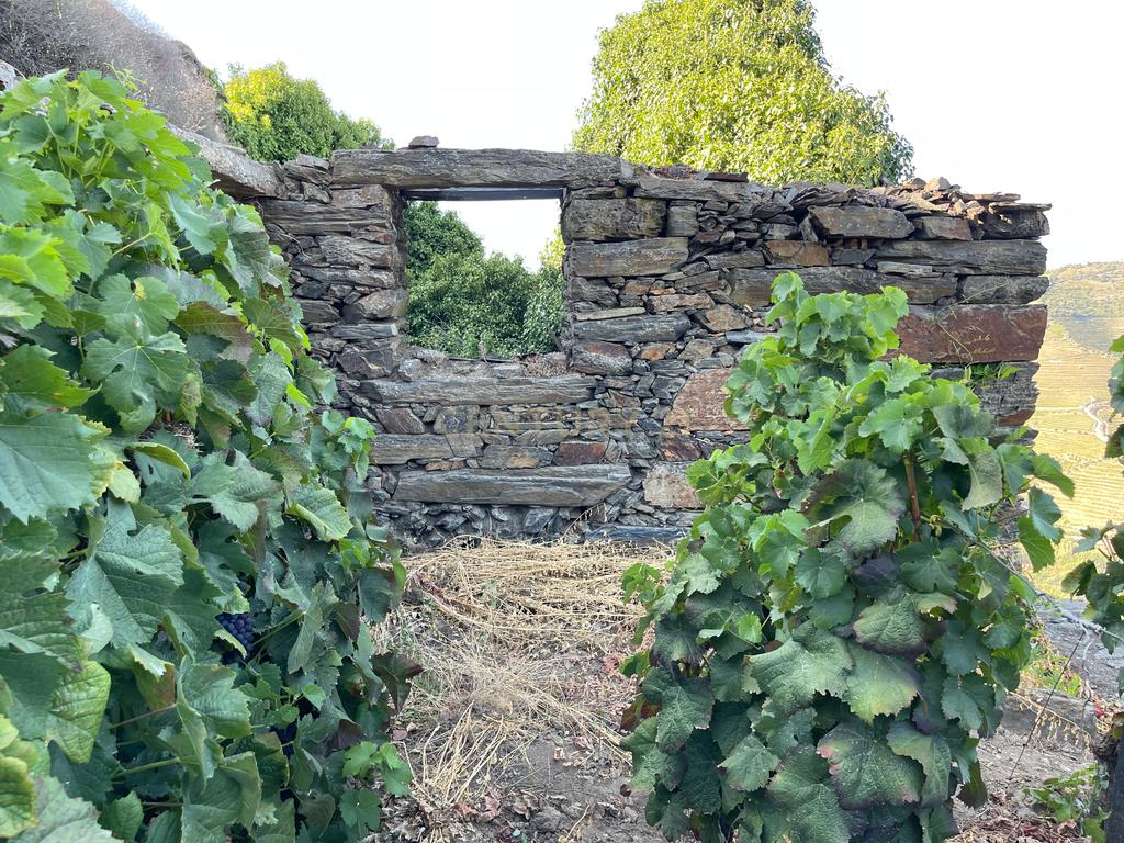 Terreno em Valdigem, com uma área total de 3.350m², oferece vistas panorâmicas sobre o Rio Douro. Tem licença para a construção de uma casa com seis quartos (T6), além de uma vasta área de terreno com vinhas antigas de categoria A. - Image 28