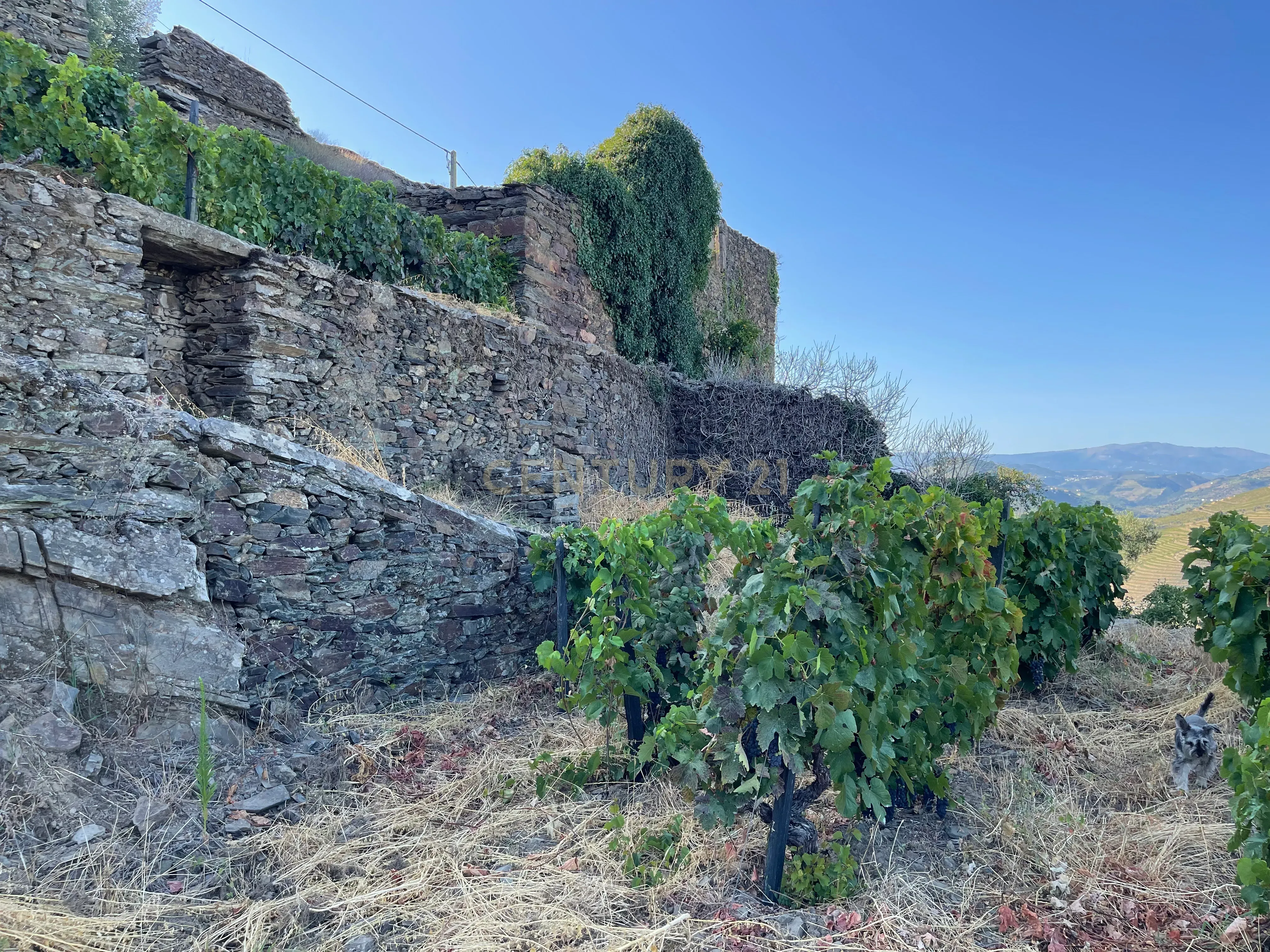 Terreno em Valdigem, com uma área total de 3.350m², oferece vistas panorâmicas sobre o Rio Douro. Tem licença para a construção de uma casa com seis quartos (T6), além de uma vasta área de terreno com vinhas antigas de categoria A. - Image 32