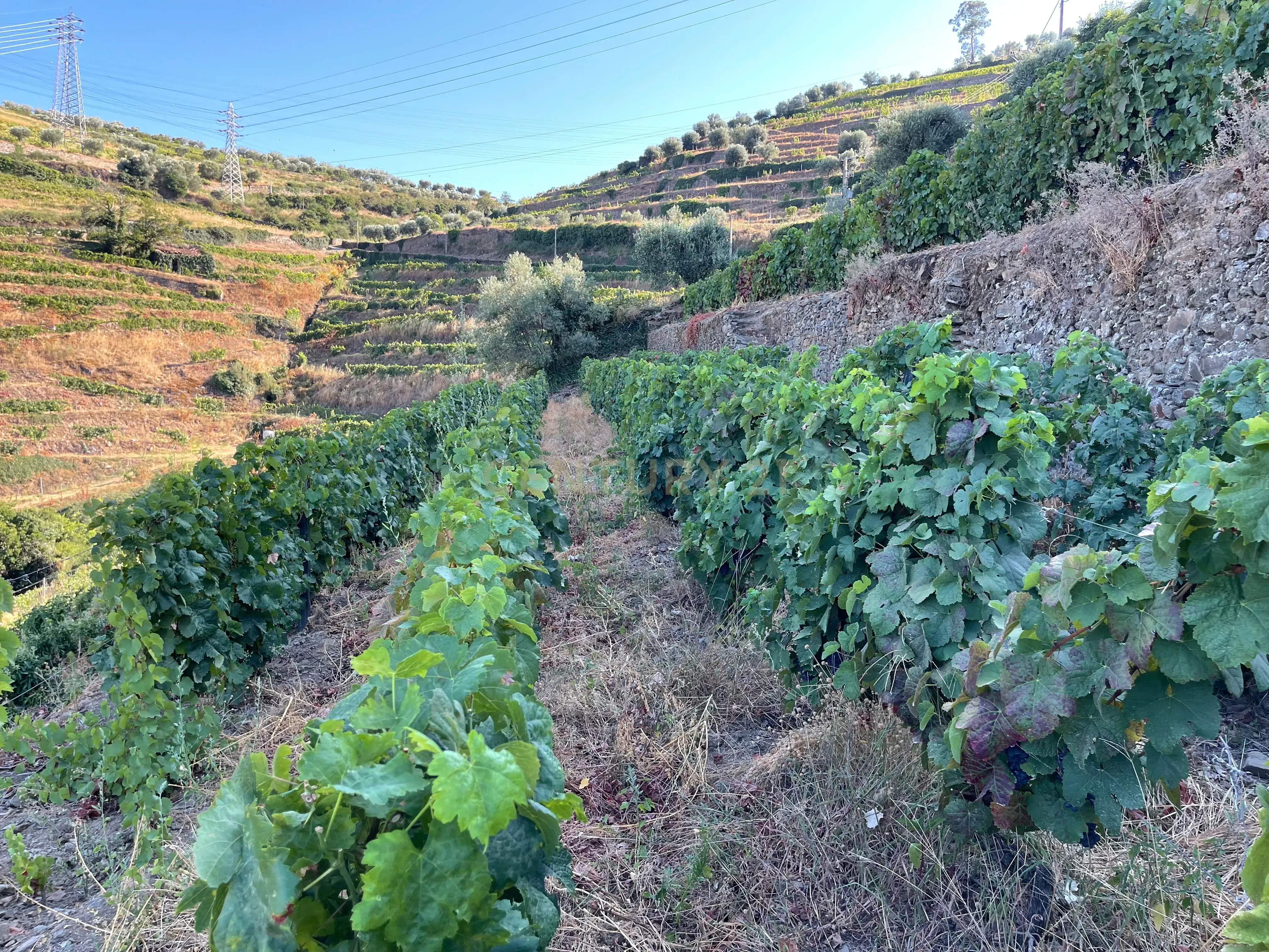 Terreno em Valdigem, com uma área total de 3.350m², oferece vistas panorâmicas sobre o Rio Douro. Tem licença para a construção de uma casa com seis quartos (T6), além de uma vasta área de terreno com vinhas antigas de categoria A. - Image 33