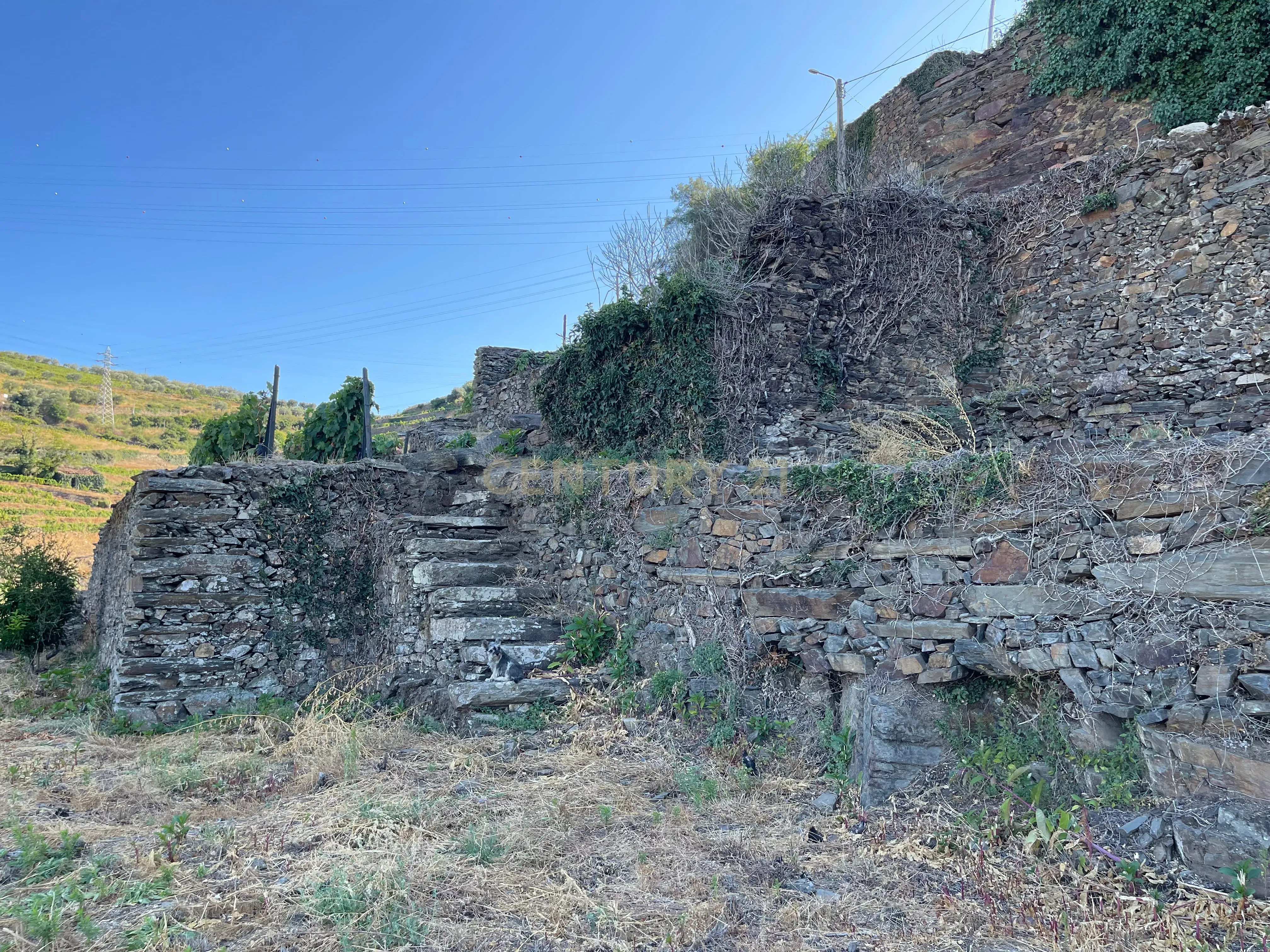Terreno em Valdigem, com uma área total de 3.350m², oferece vistas panorâmicas sobre o Rio Douro. Tem licença para a construção de uma casa com seis quartos (T6), além de uma vasta área de terreno com vinhas antigas de categoria A. - Image 37