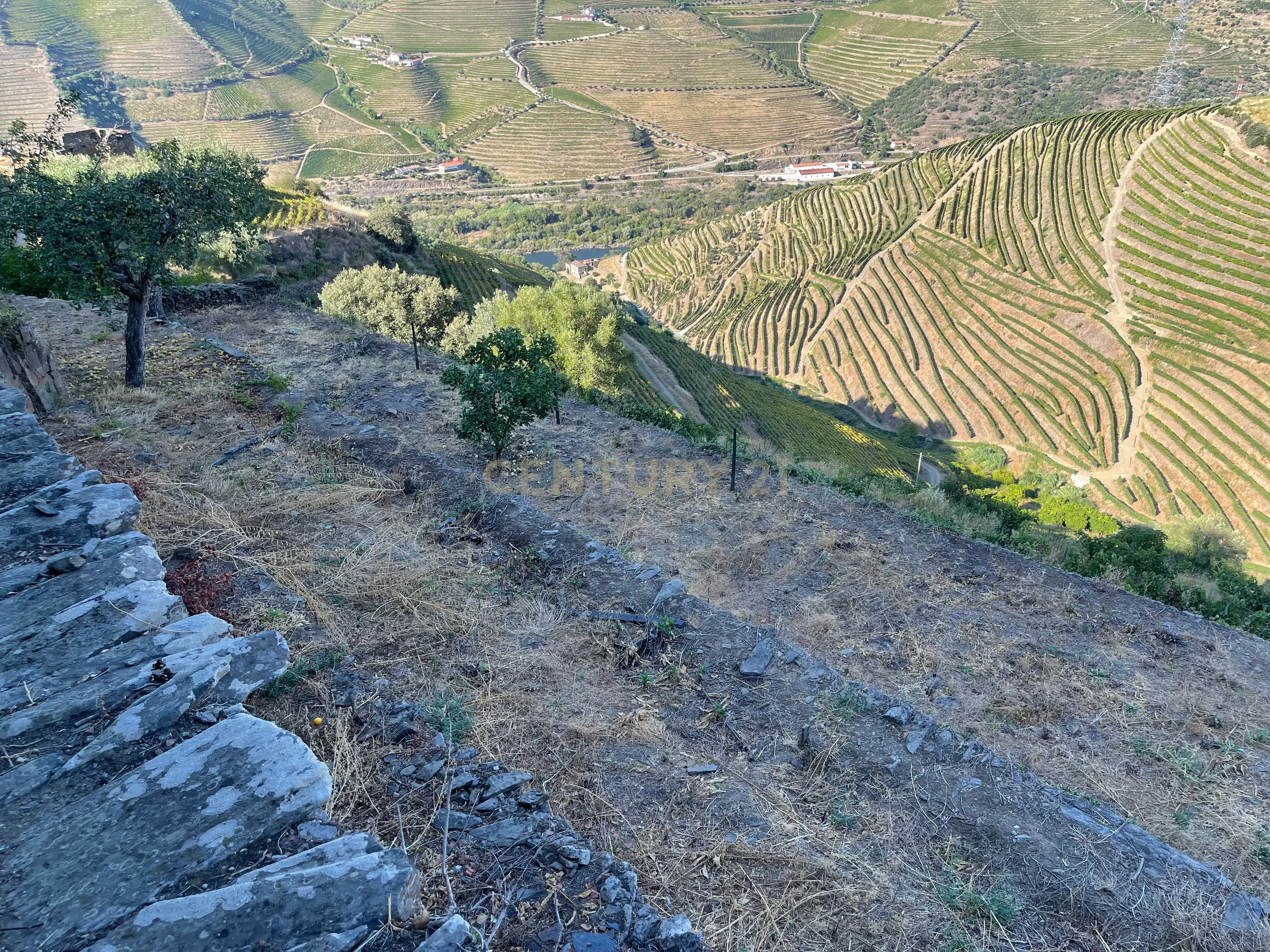 Terreno em Valdigem, com uma área total de 3.350m², oferece vistas panorâmicas sobre o Rio Douro. Tem licença para a construção de uma casa com seis quartos (T6), além de uma vasta área de terreno com vinhas antigas de categoria A. - Image 39