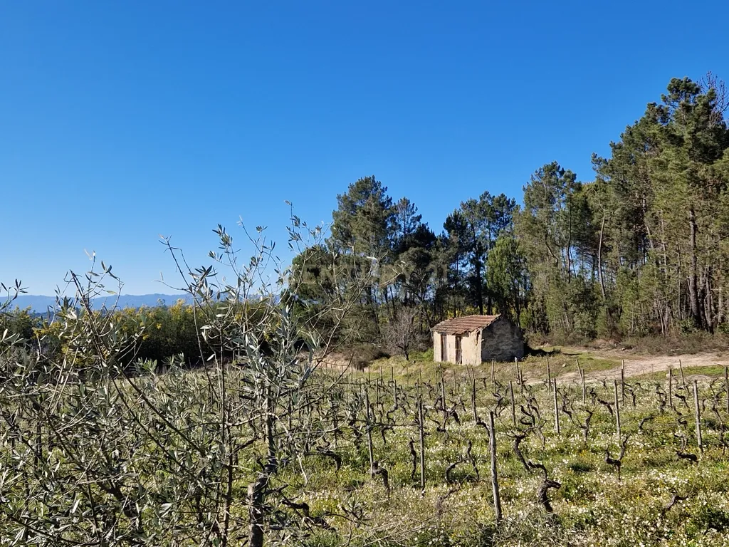 Terreno com área de 1 hectare e 200 metros - Image 3