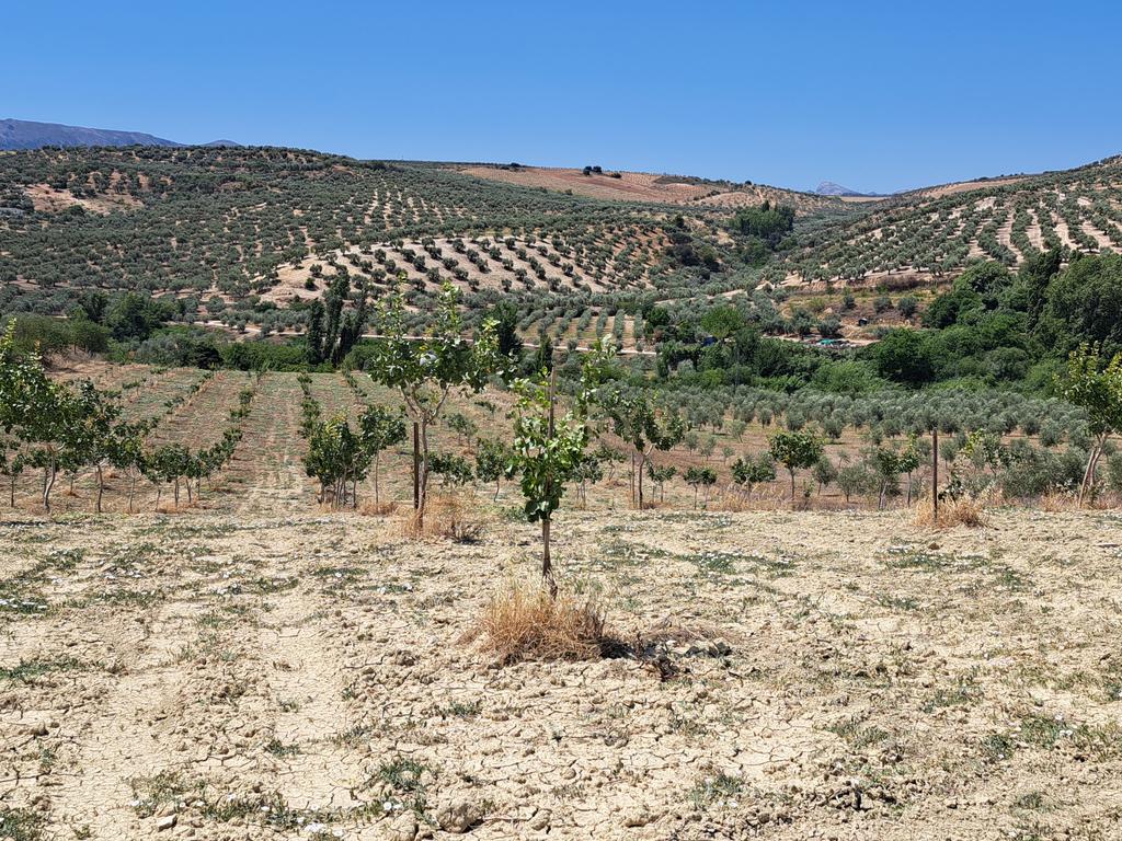 Quinta de 1,8 ha com pistácios em produção, abastecimento de água garantido, terreno praticamente plano com acesso rodoviário directo e grande potencial agrícola e energético – a 25 minutos de Ronda e a 1 hora da Costa del Sol e do Aeroporto de Málaga - Image 2