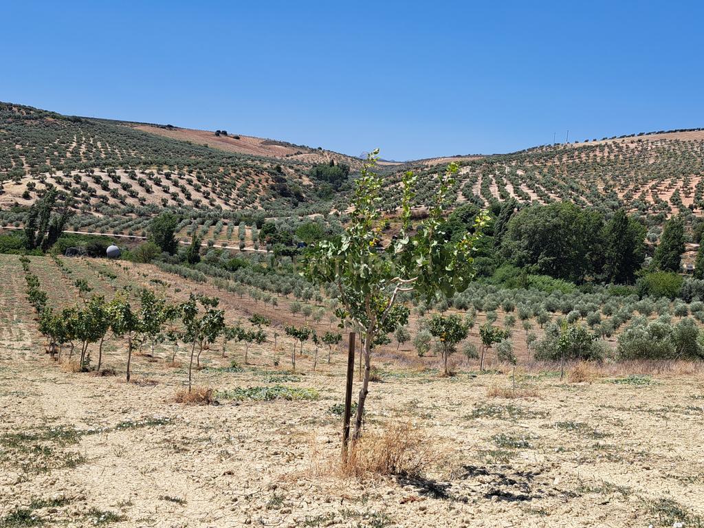 Quinta de 1,8 ha com pistácios em produção, abastecimento de água garantido, terreno praticamente plano com acesso rodoviário directo e grande potencial agrícola e energético – a 25 minutos de Ronda e a 1 hora da Costa del Sol e do Aeroporto de Málaga - Image 8