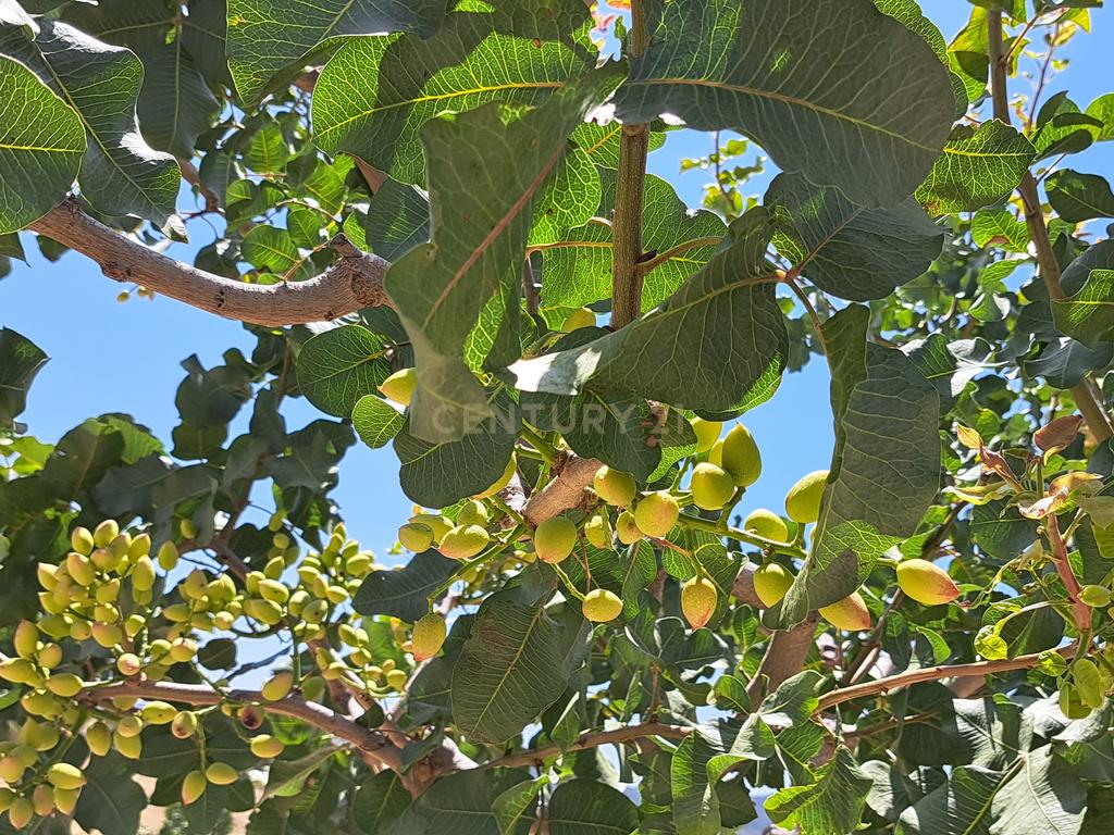 Quinta de 1,8 ha com pistácios em produção, abastecimento de água garantido, terreno praticamente plano com acesso rodoviário directo e grande potencial agrícola e energético – a 25 minutos de Ronda e a 1 hora da Costa del Sol e do Aeroporto de Málaga - Image 3