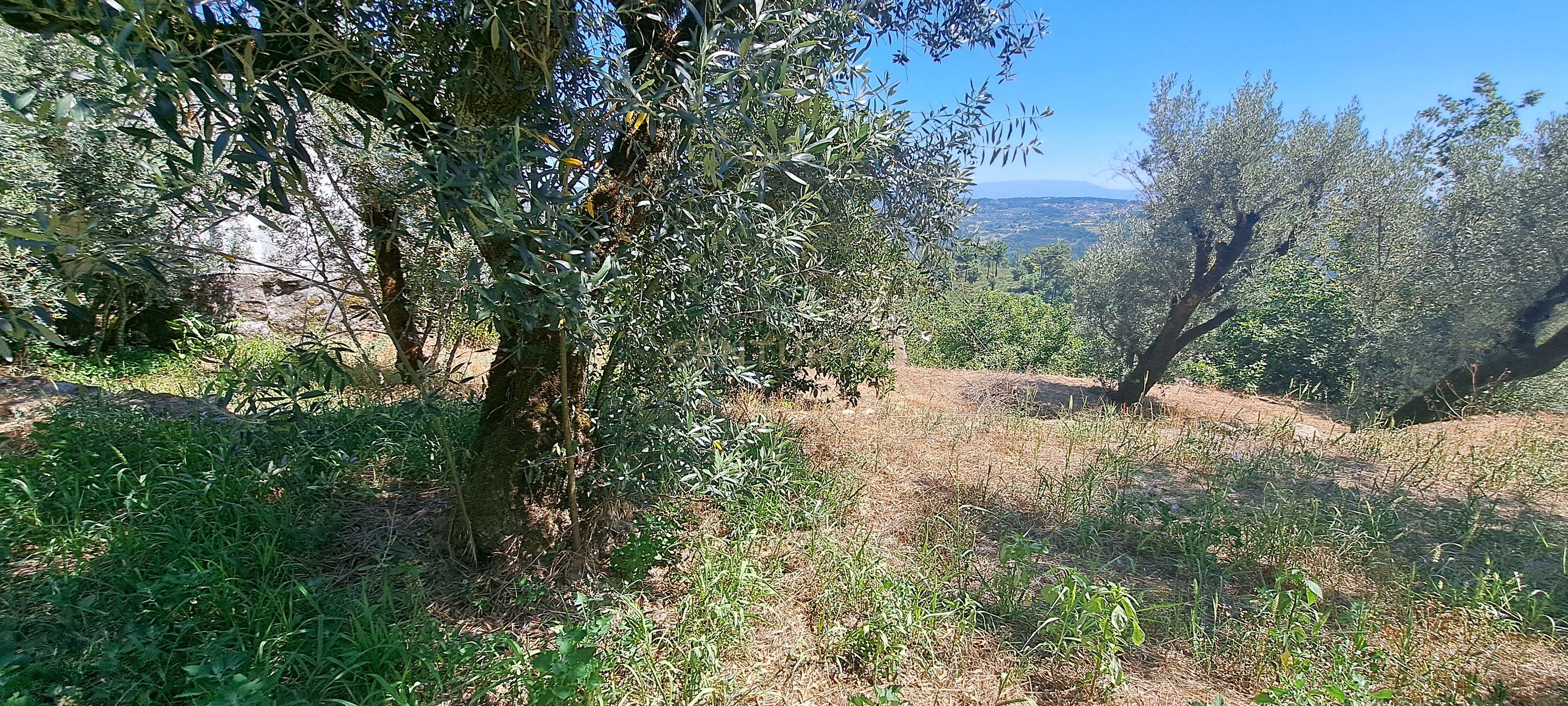 Quintinha com casa em pedra, Fragosela de Cima - Viseu - Image 12