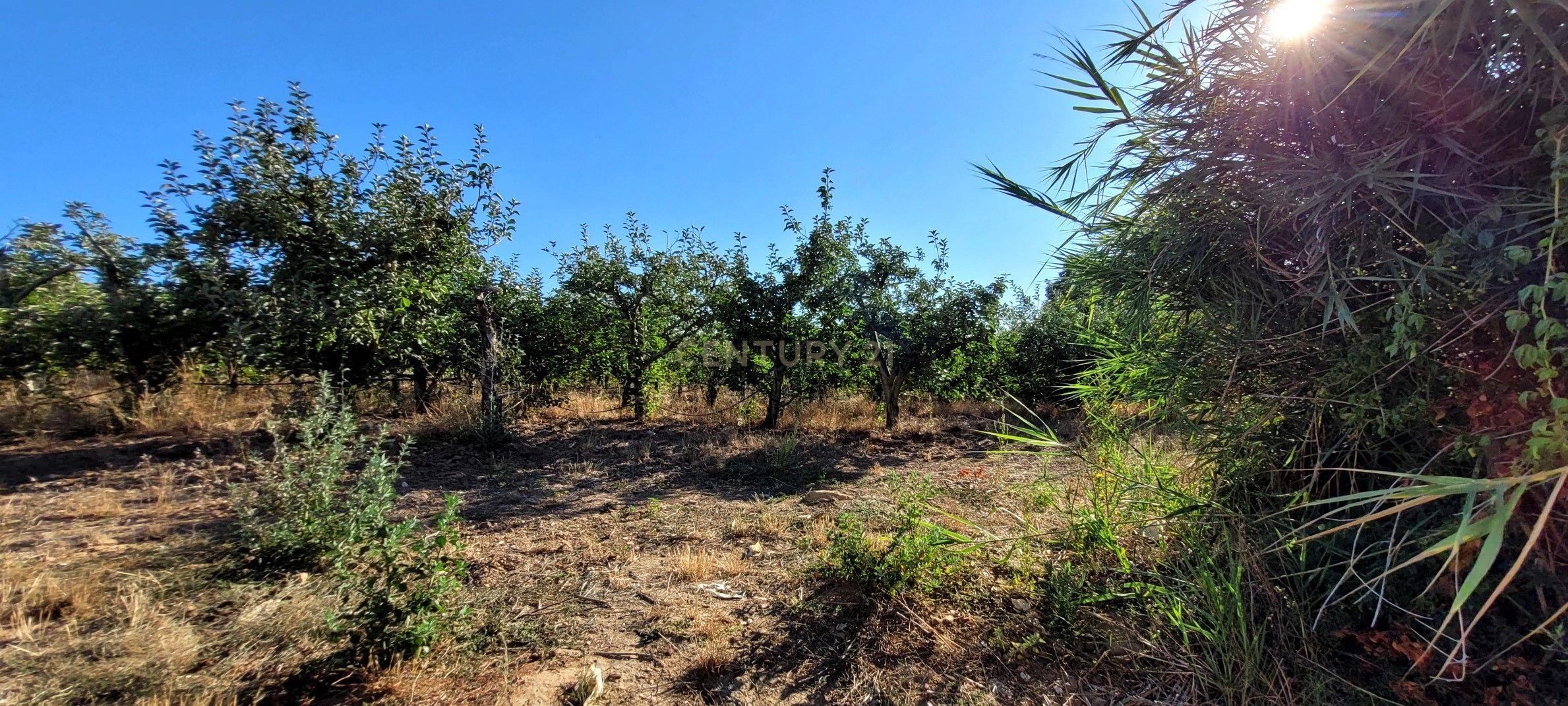 Quinta com moradia no Arneiro Merceana com 3ha de terreno com arvores de fruto em produção e 800 m2 Urbanos - Image 3