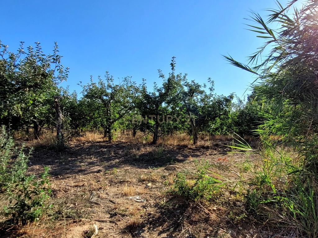 Quinta com moradia no Arneiro Merceana com 3ha de terreno com arvores de fruto em produção e 800 m2 Urbanos - Image 2