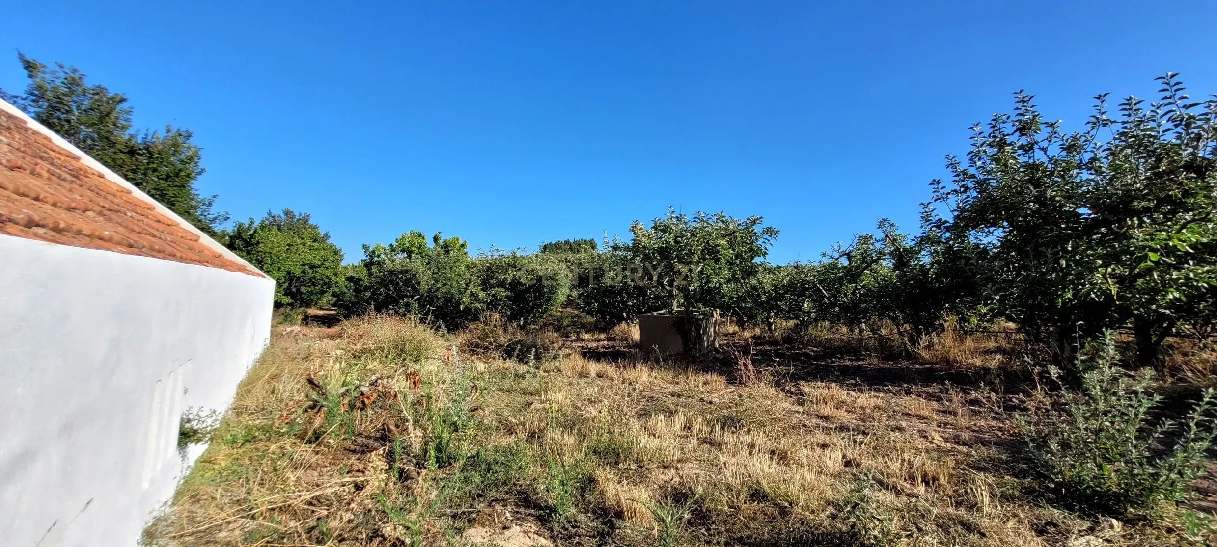Quinta com moradia no Arneiro Merceana com 3ha de terreno com arvores de fruto em produção e 800 m2 Urbanos - Image 8