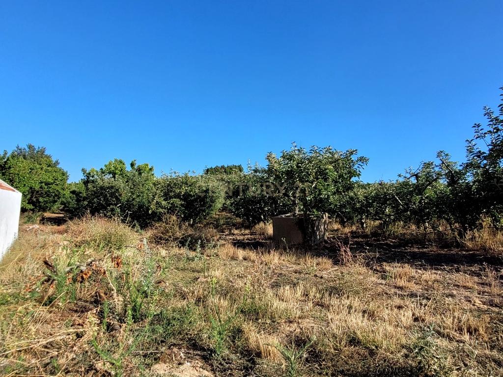 Quinta com moradia no Arneiro Merceana com 3ha de terreno com arvores de fruto em produção e 800 m2 Urbanos - Image 10