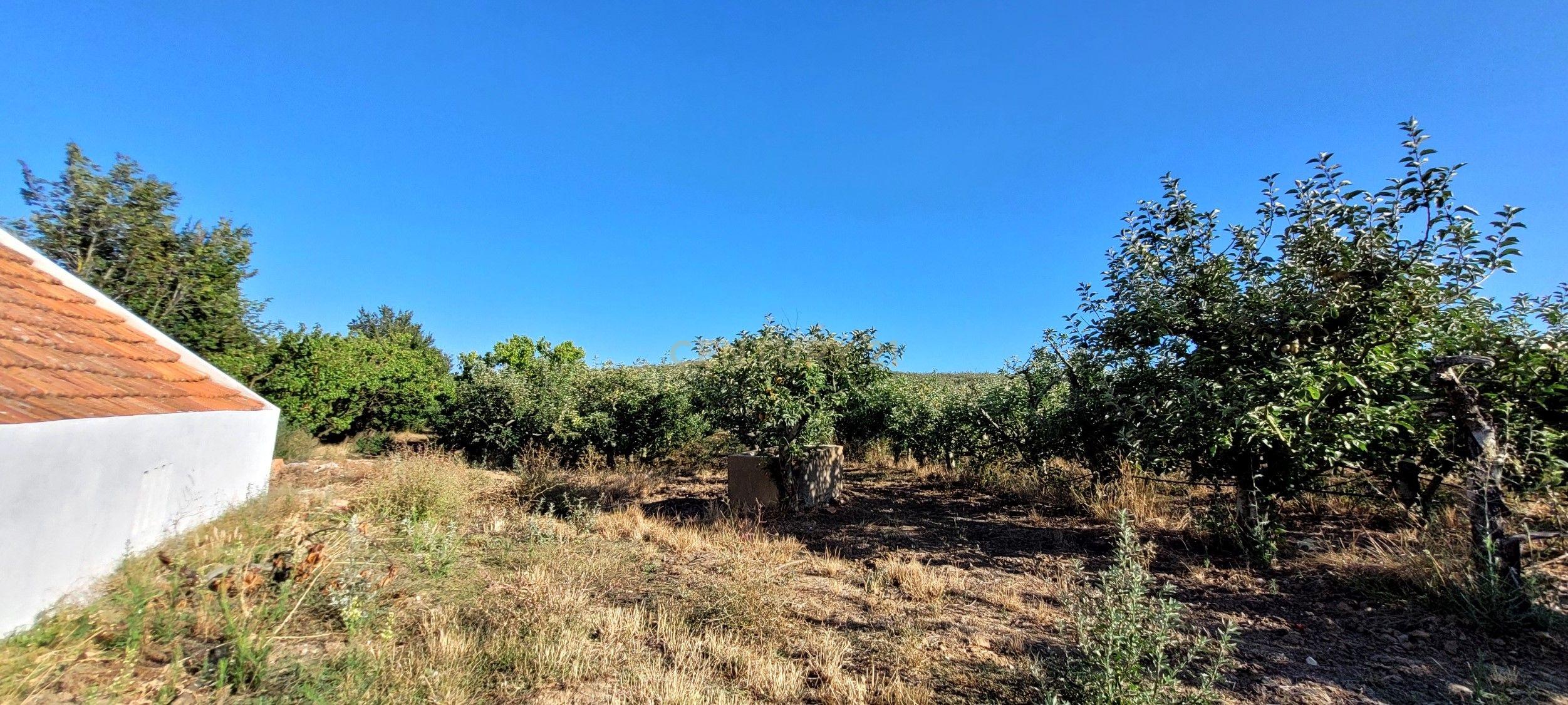 Quinta com moradia no Arneiro Merceana com 3ha de terreno com arvores de fruto em produção e 800 m2 Urbanos - Image 9