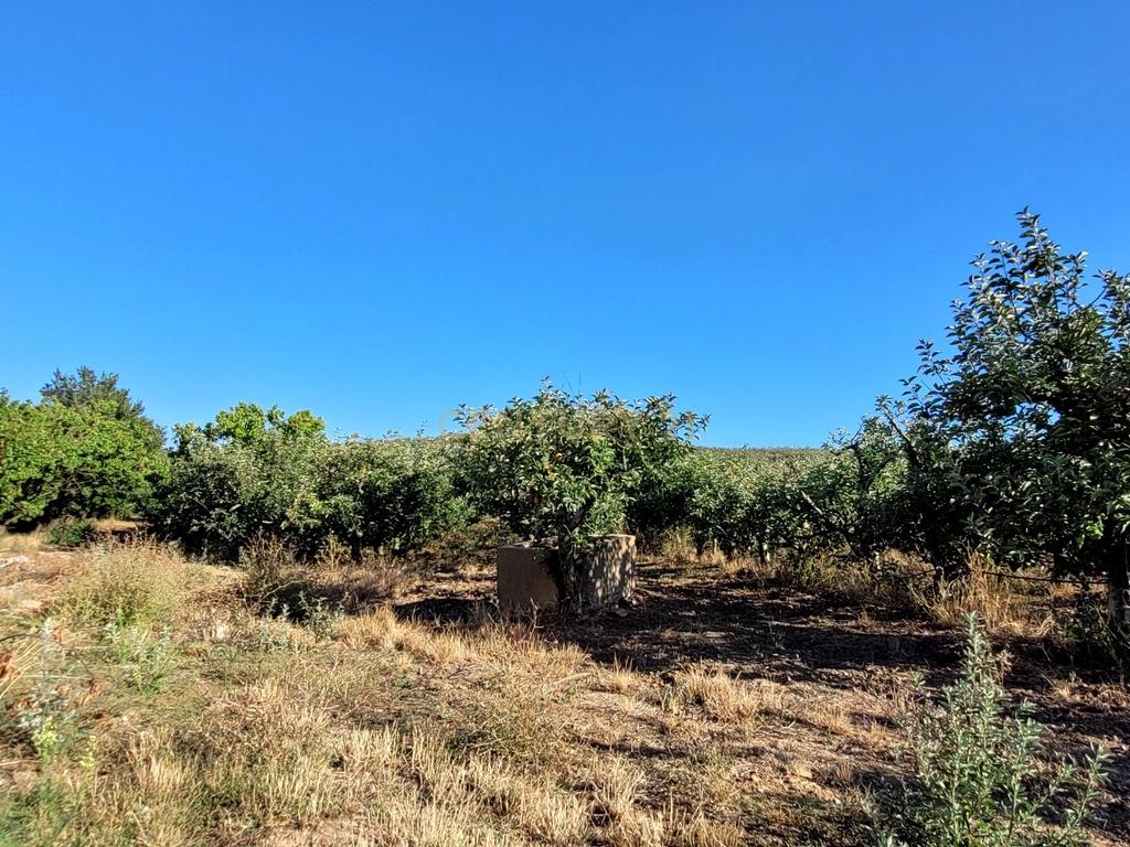 Quinta com moradia no Arneiro Merceana com 3ha de terreno com arvores de fruto em produção e 800 m2 Urbanos - Image 11