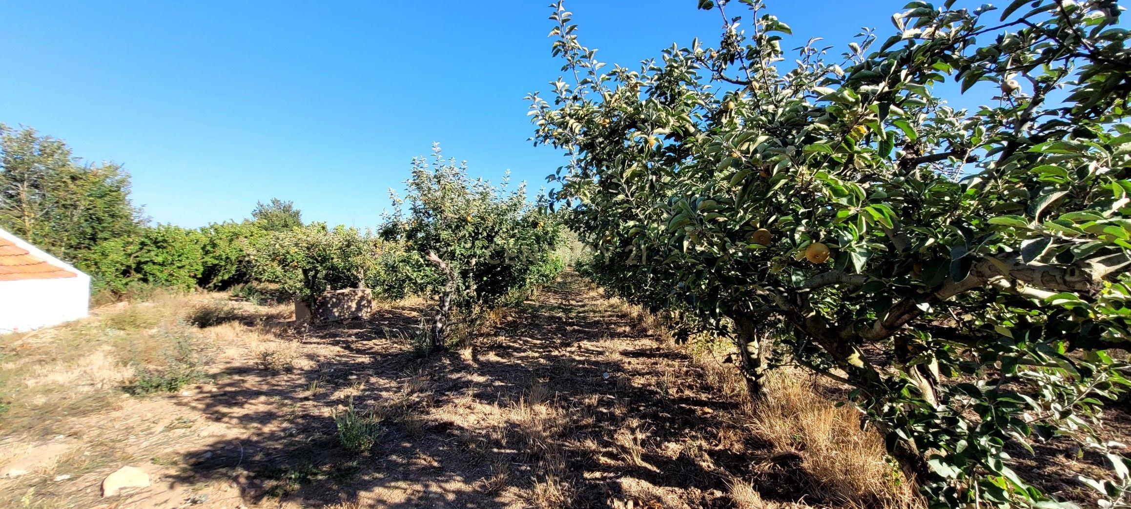 Quinta com moradia no Arneiro Merceana com 3ha de terreno com arvores de fruto em produção e 800 m2 Urbanos - Image 11