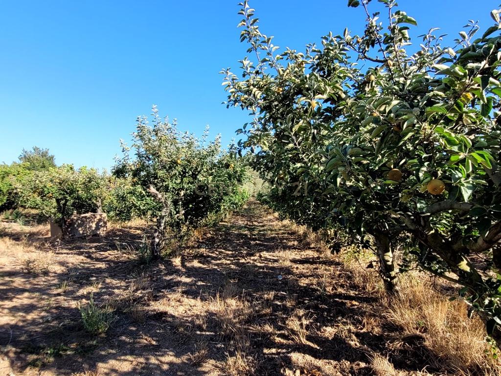 Quinta com moradia no Arneiro Merceana com 3ha de terreno com arvores de fruto em produção e 800 m2 Urbanos - Image 5