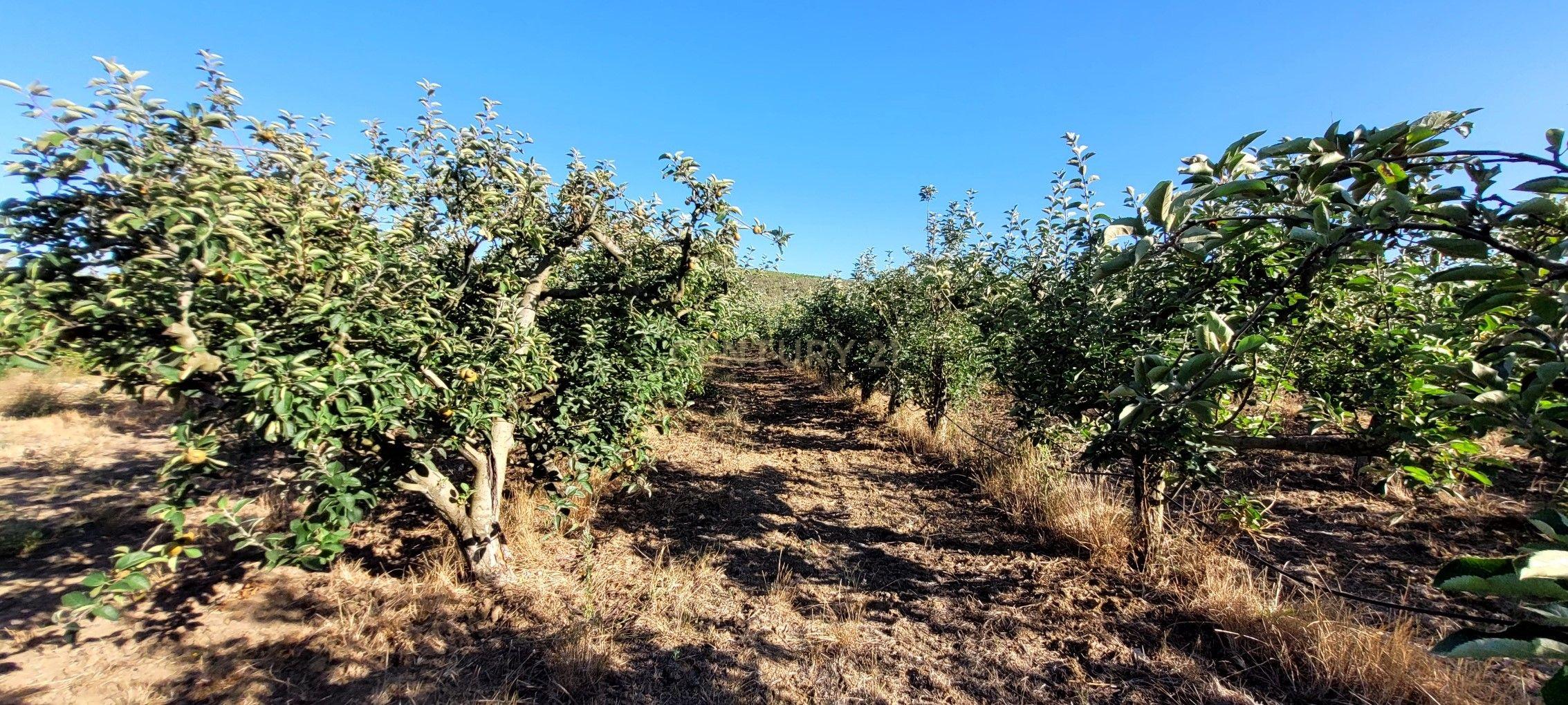 Quinta com moradia no Arneiro Merceana com 3ha de terreno com arvores de fruto em produção e 800 m2 Urbanos - Image 5