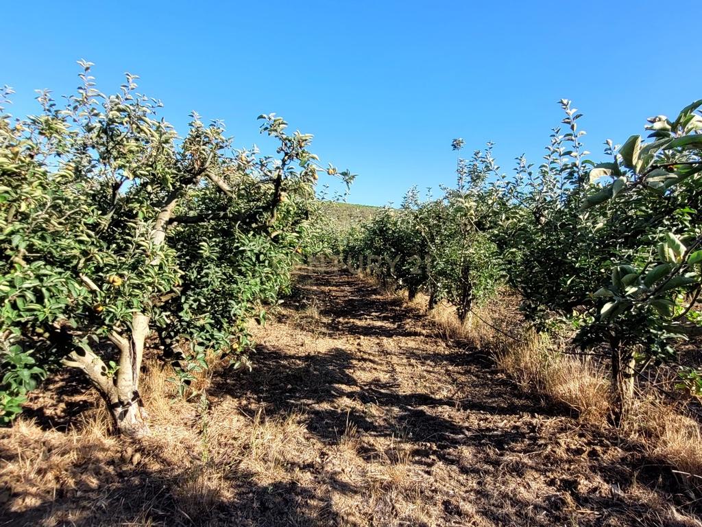 Quinta com moradia no Arneiro Merceana com 3ha de terreno com arvores de fruto em produção e 800 m2 Urbanos - Image 8