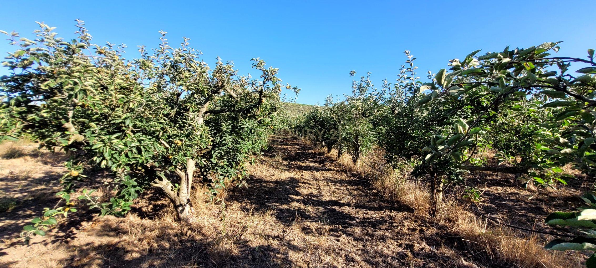 Quinta com moradia no Arneiro Merceana com 3ha de terreno com arvores de fruto em produção e 800 m2 Urbanos - Image 16