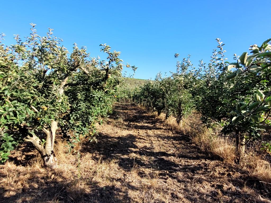Quinta com moradia no Arneiro Merceana com 3ha de terreno com arvores de fruto em produção e 800 m2 Urbanos - Image 14