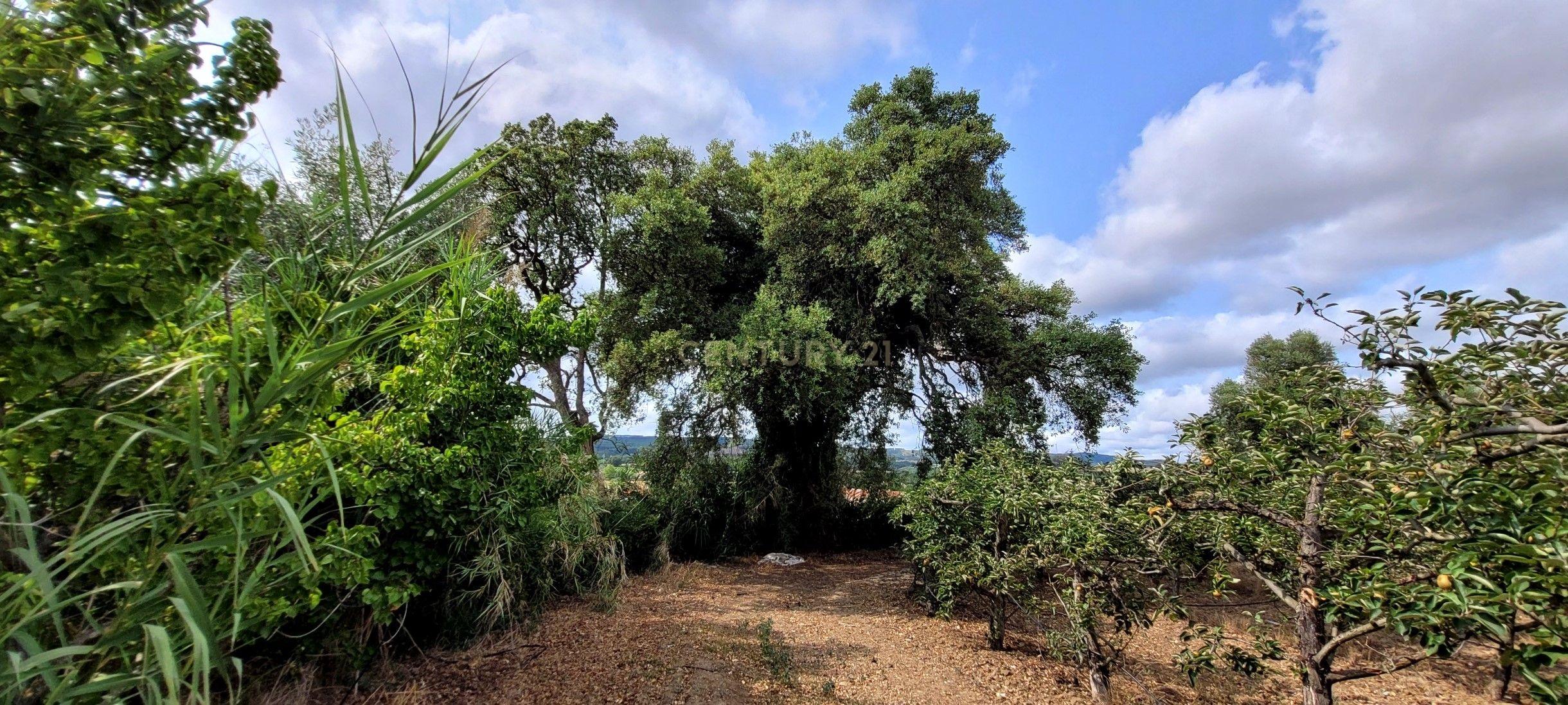 Quinta com moradia no Arneiro Merceana com 3ha de terreno com arvores de fruto em produção e 800 m2 Urbanos - Image 13