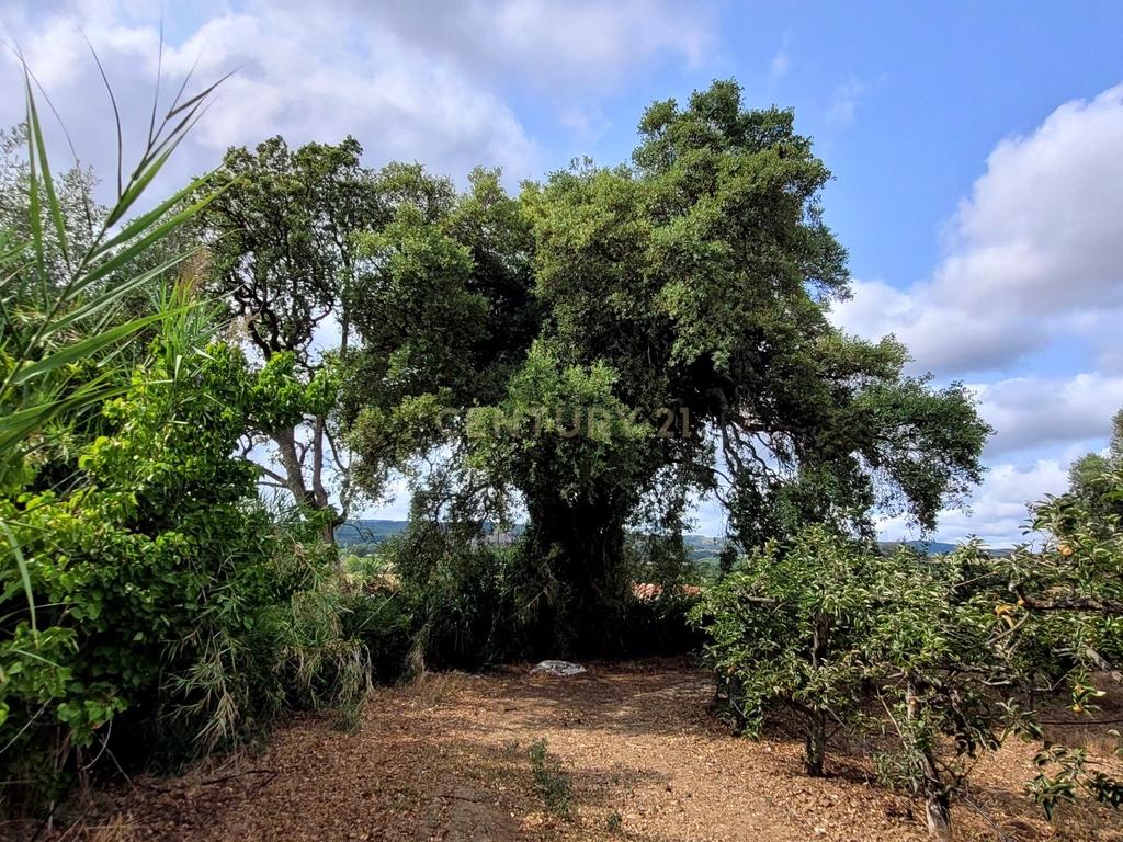 Quinta com moradia no Arneiro Merceana com 3ha de terreno com arvores de fruto em produção e 800 m2 Urbanos - Image 1