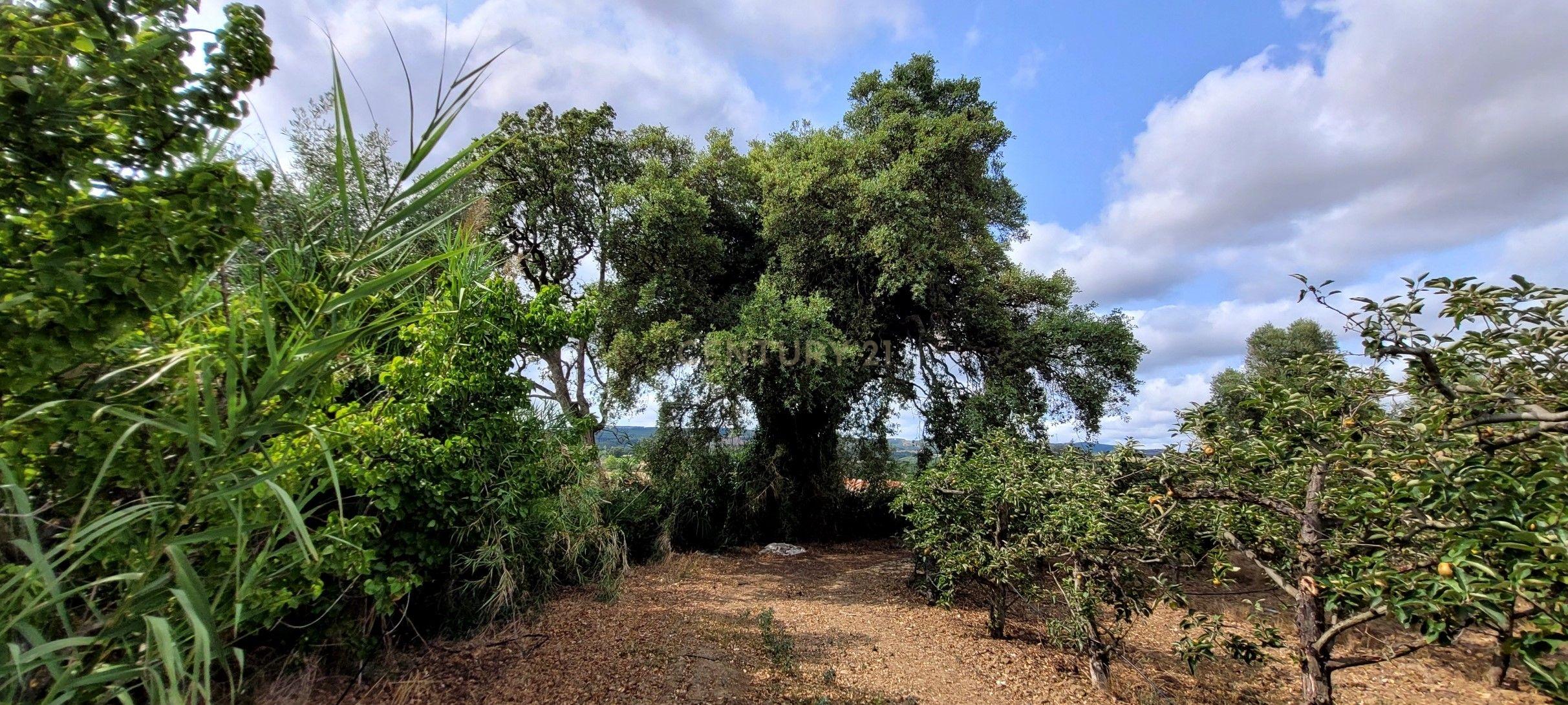 Quinta com moradia no Arneiro Merceana com 3ha de terreno com arvores de fruto em produção e 800 m2 Urbanos - Image 15