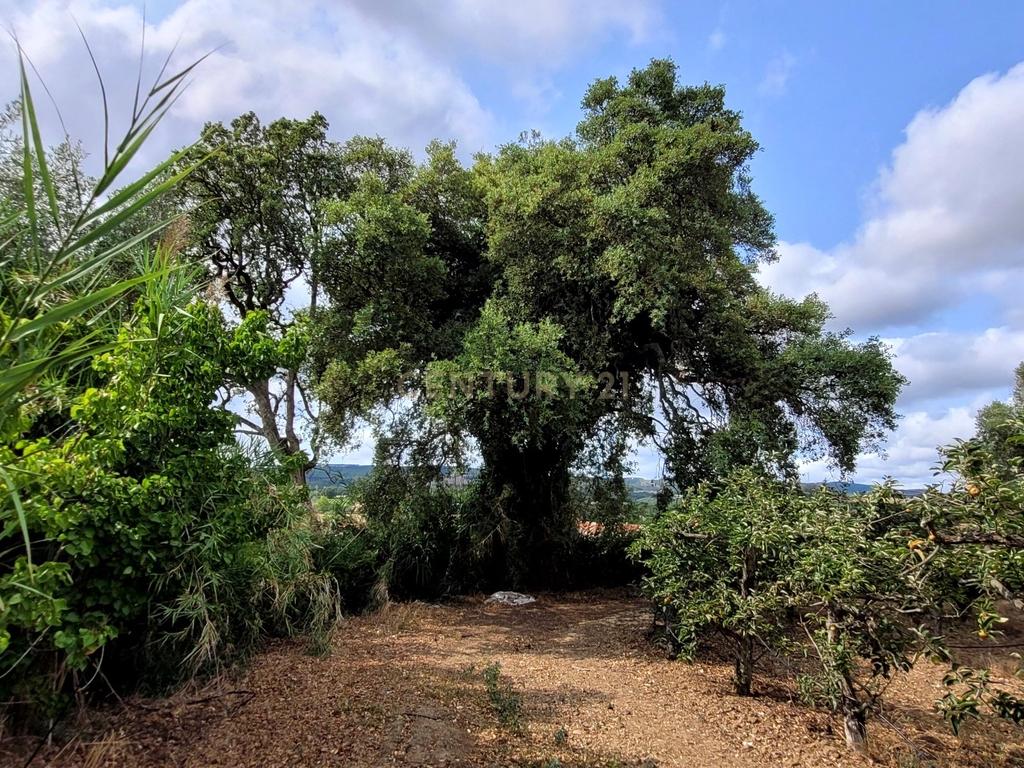Quinta com moradia no Arneiro Merceana com 3ha de terreno com arvores de fruto em produção e 800 m2 Urbanos - Image 13