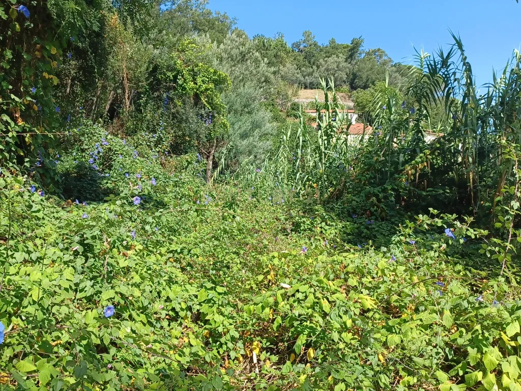 Vendo Quinta em Coimbra - Image 28