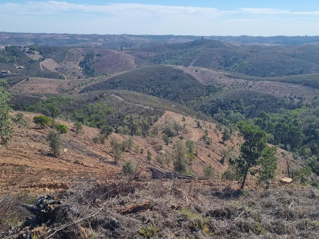 Terreno de 11H - Santana da Serra - Disponível - Image 9