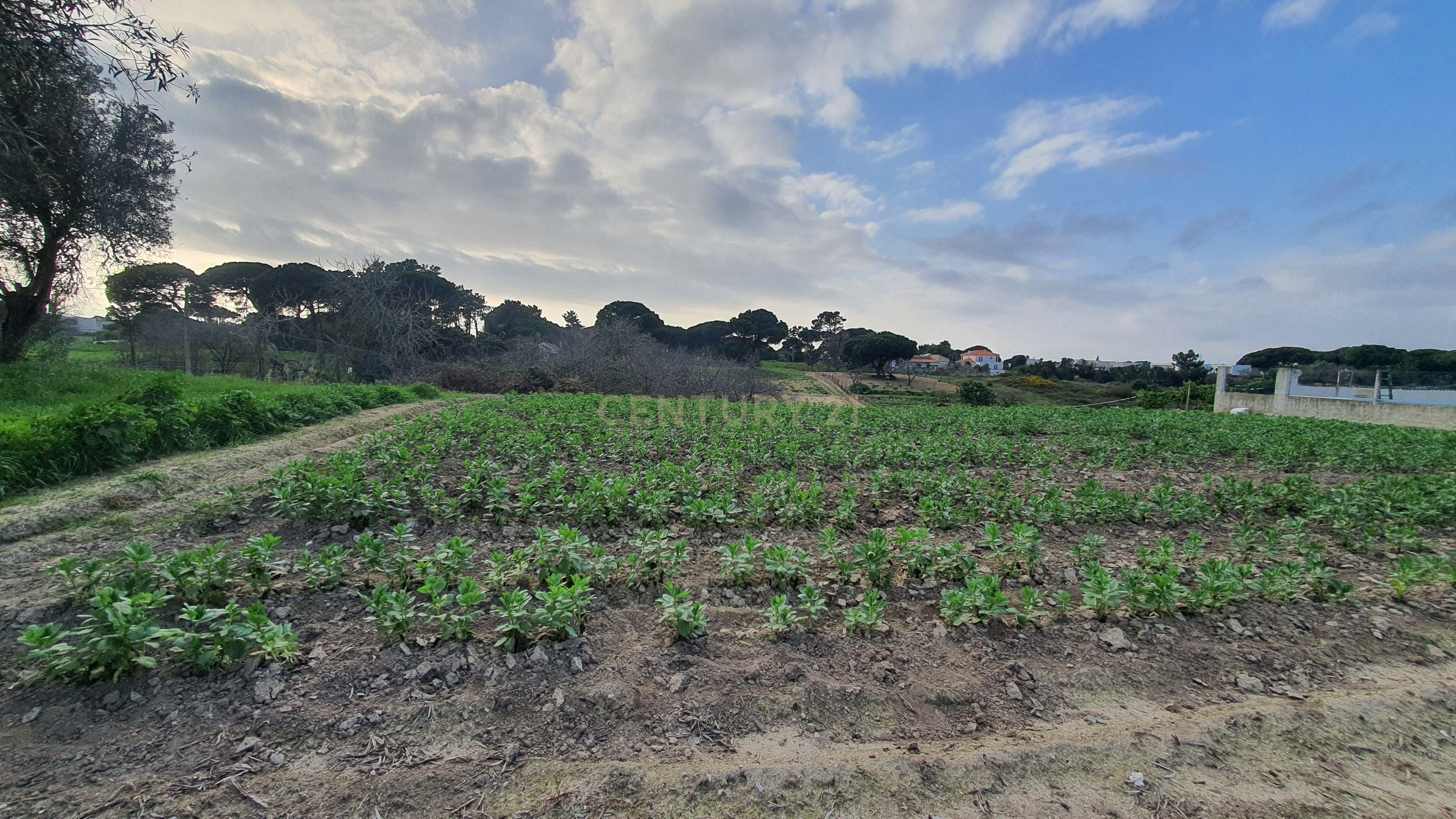Terreno no meco para apoio agricola ou empreendimento turistico. - Image 10