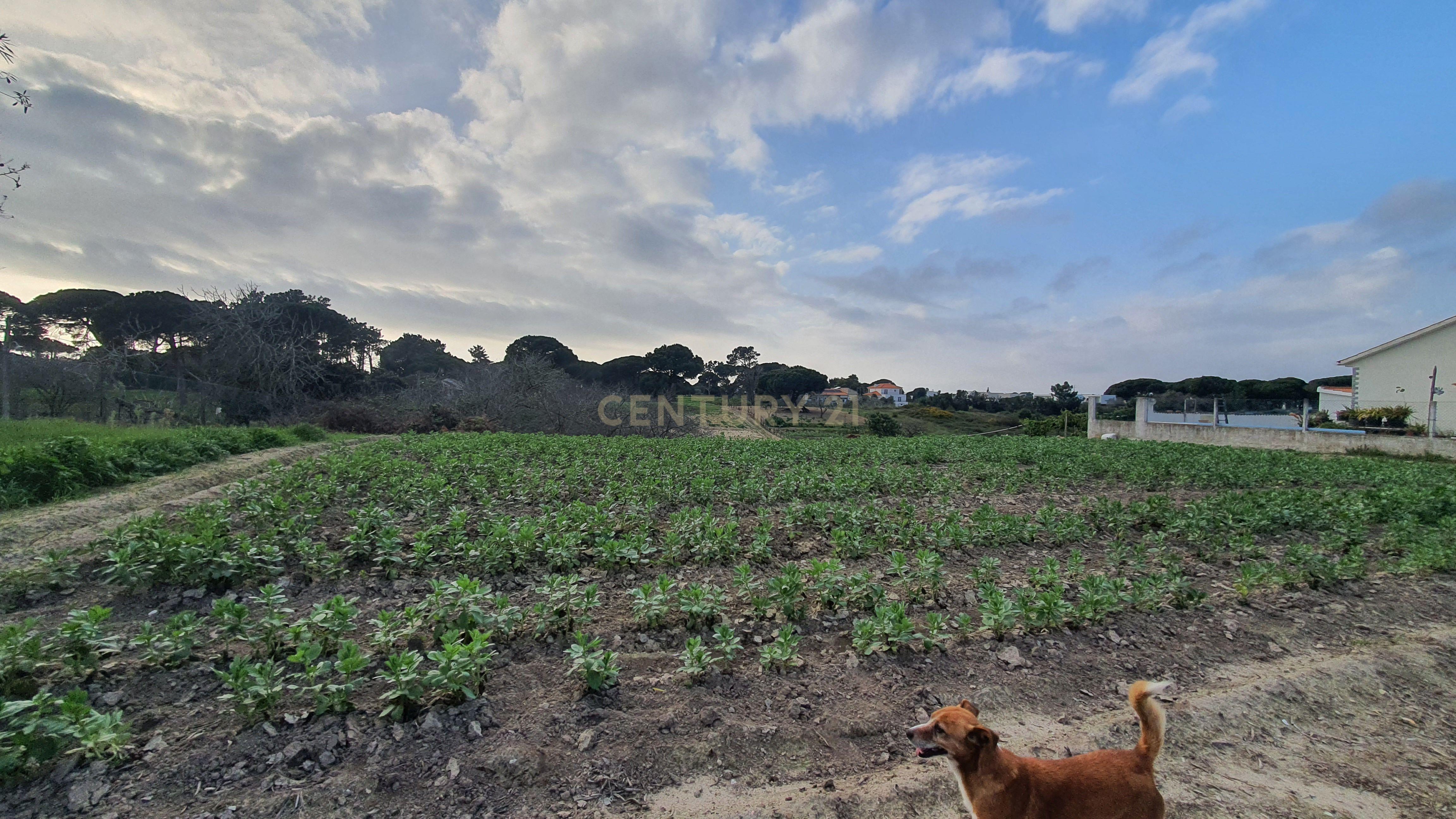 Terreno no meco para apoio agricola ou empreendimento turistico. - Image 8
