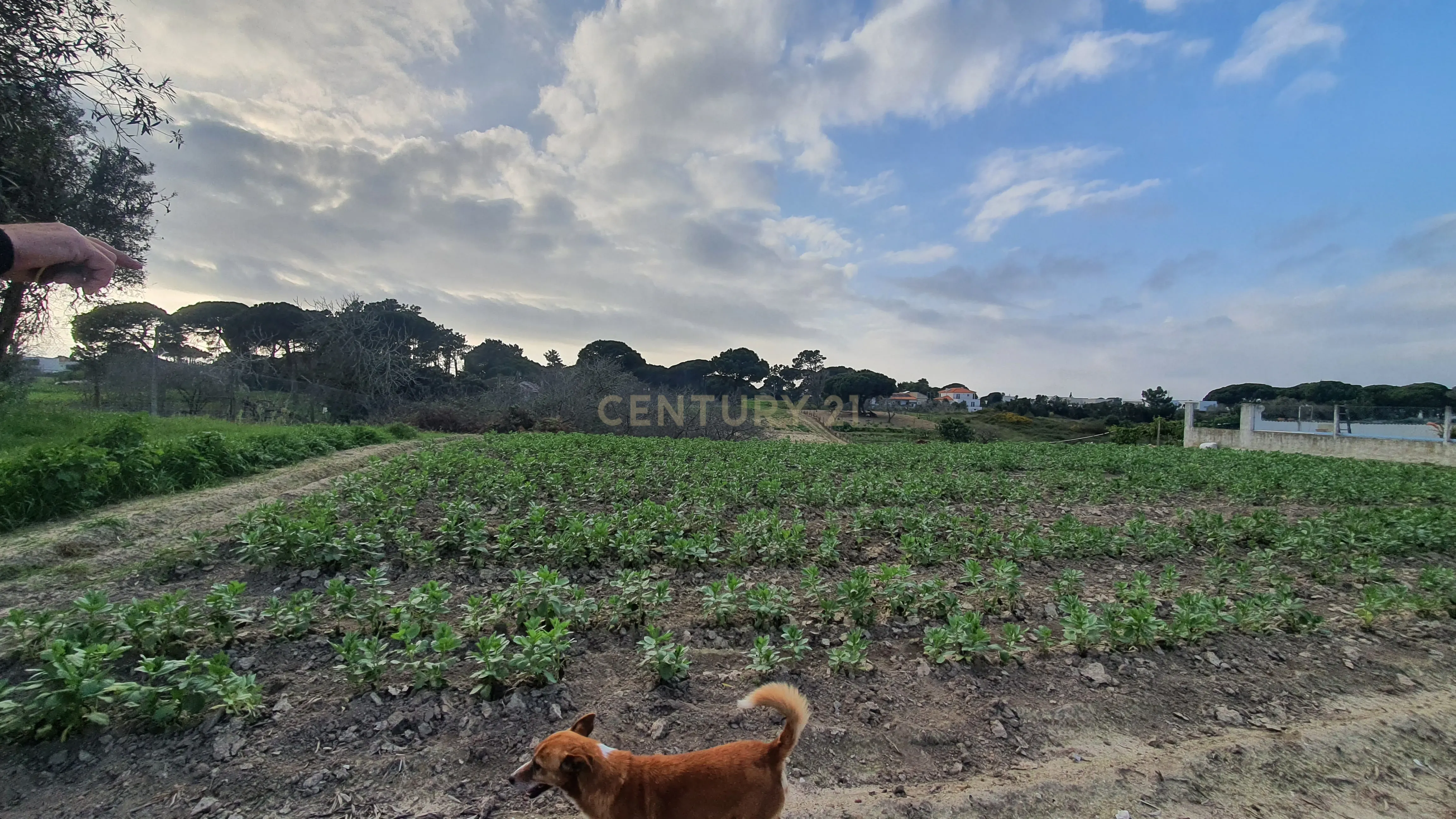 Terreno no meco para apoio agricola ou empreendimento turistico. - Image 4