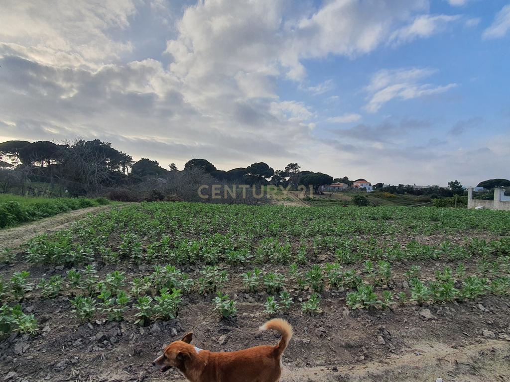 Terreno no meco para apoio agricola ou empreendimento turistico. - Image 4