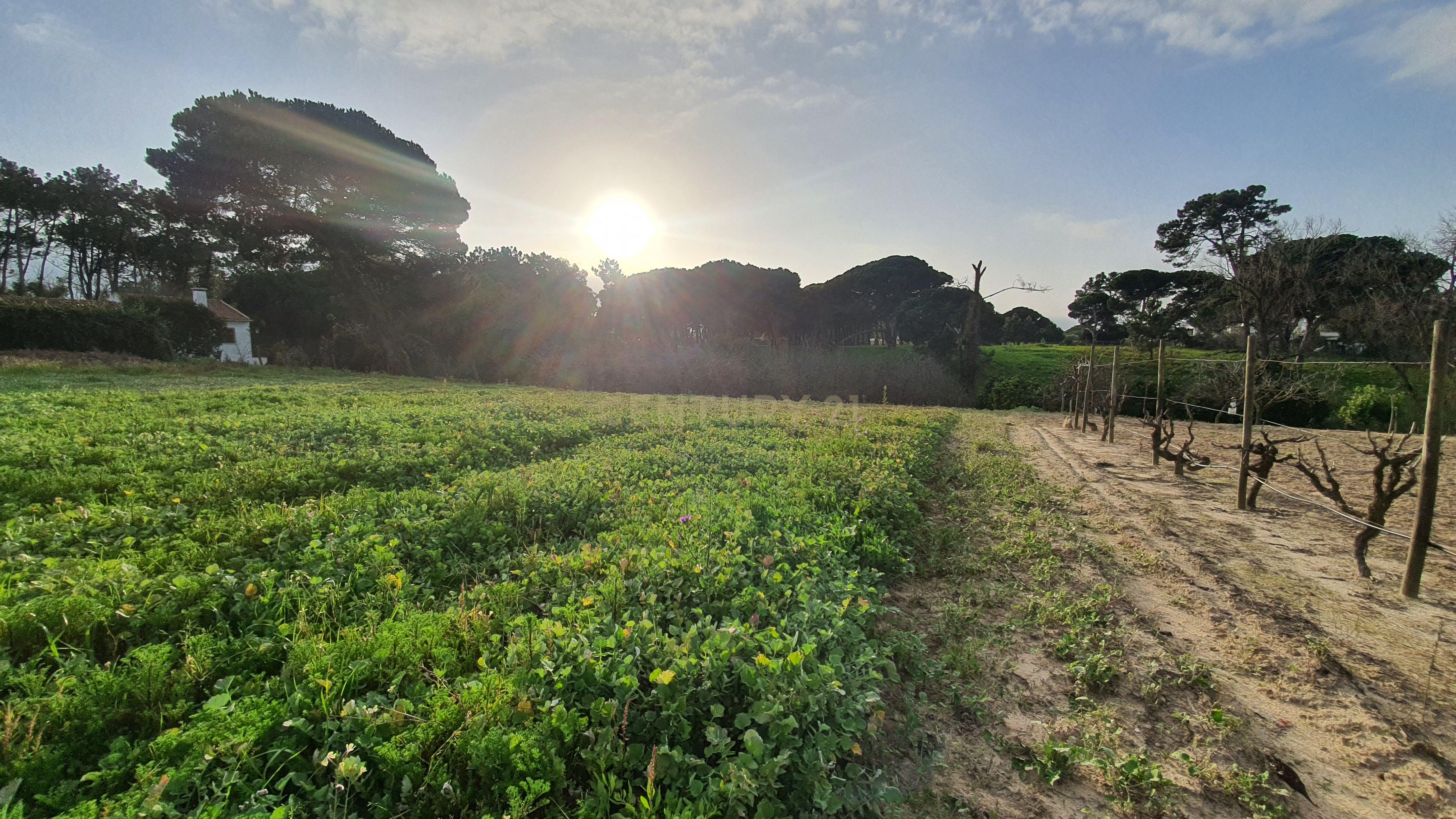 Terreno no meco para apoio agricola ou empreendimento turistico. - Image 7