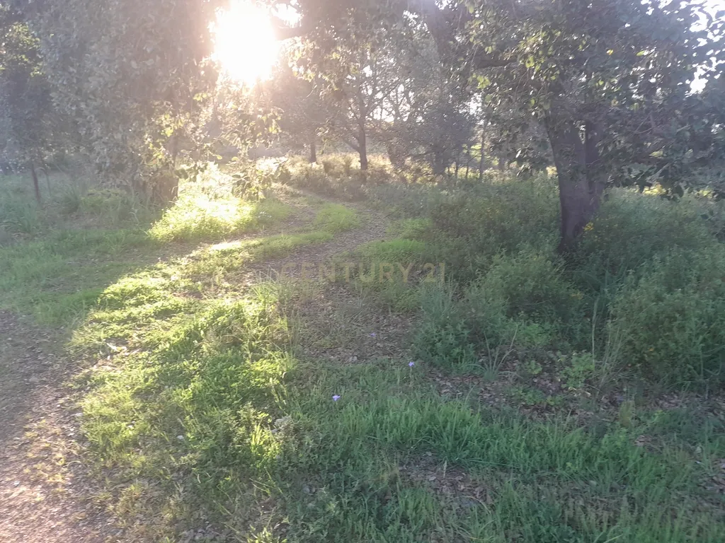 Terreno Zona Calma - Image 16