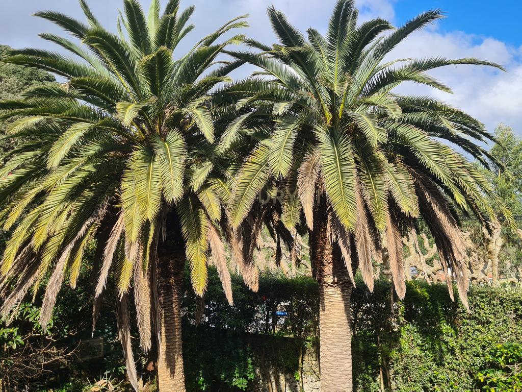 Propriedade Exclusiva na Caloura, São Miguel – Localização Privilegiada com Licença AL - Image 15