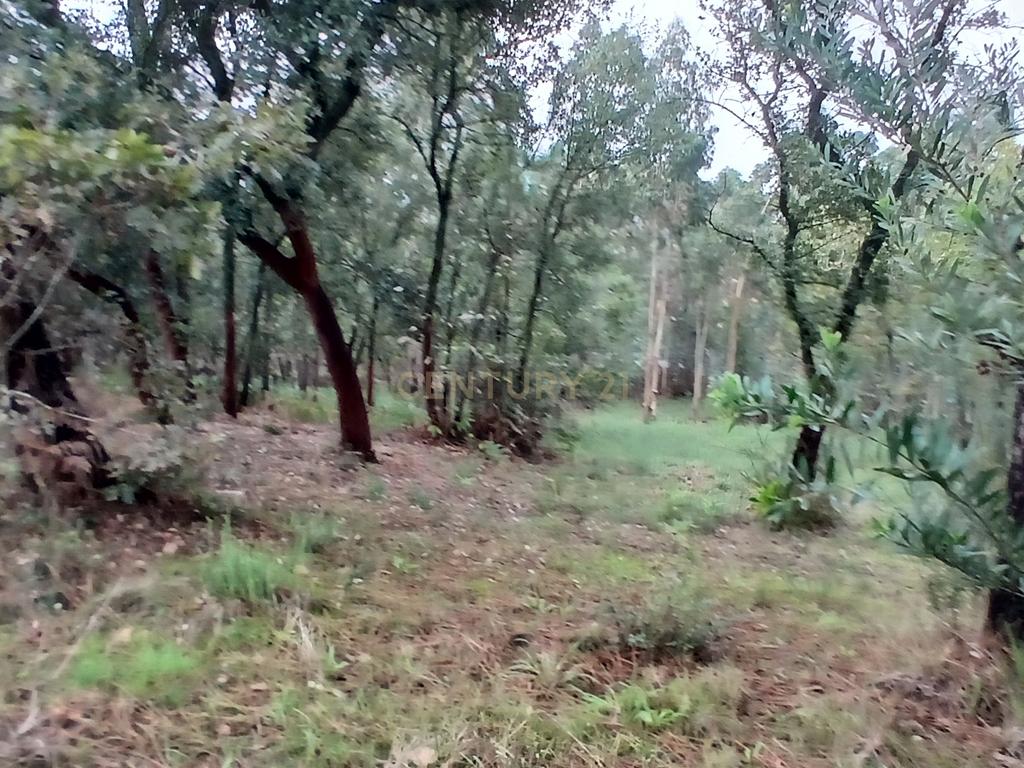 Terreno Rustico para Venda - Carvalhal - Barcelos - Image 9