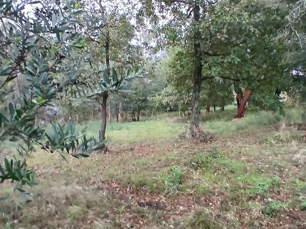 Terreno Rustico para Venda - Carvalhal - Barcelos - Image 13