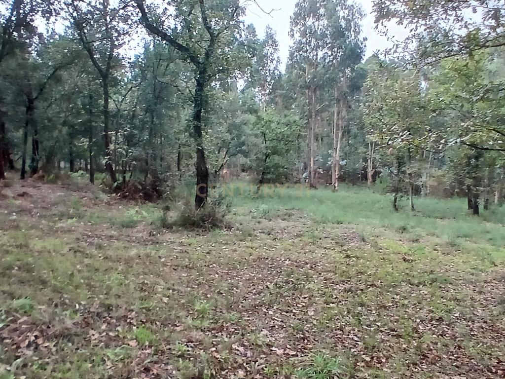 Terreno Rustico para Venda - Carvalhal - Barcelos - Image 10
