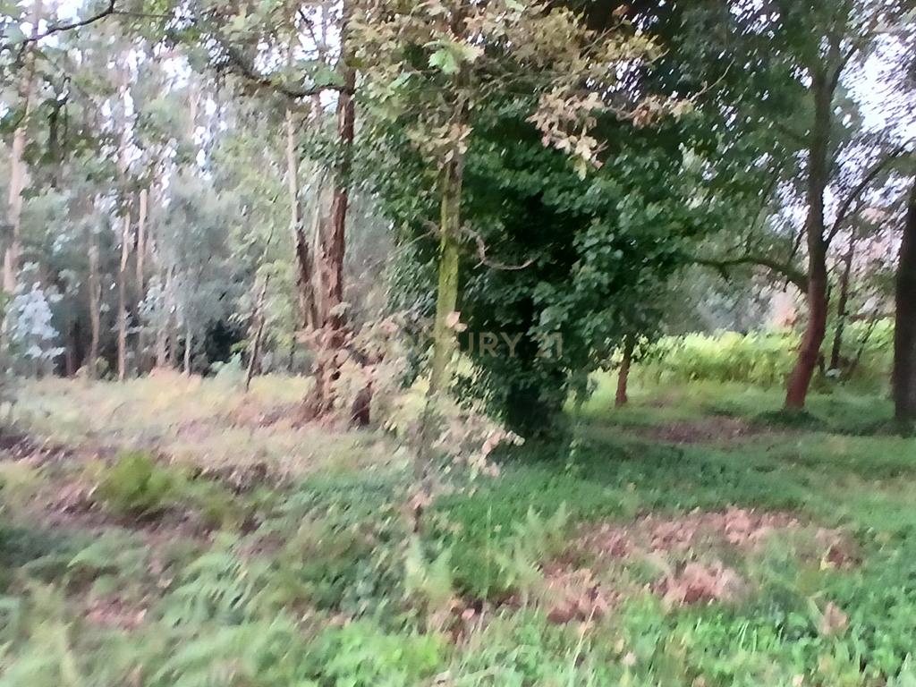 Terreno Rustico para Venda - Carvalhal - Barcelos - Image 6