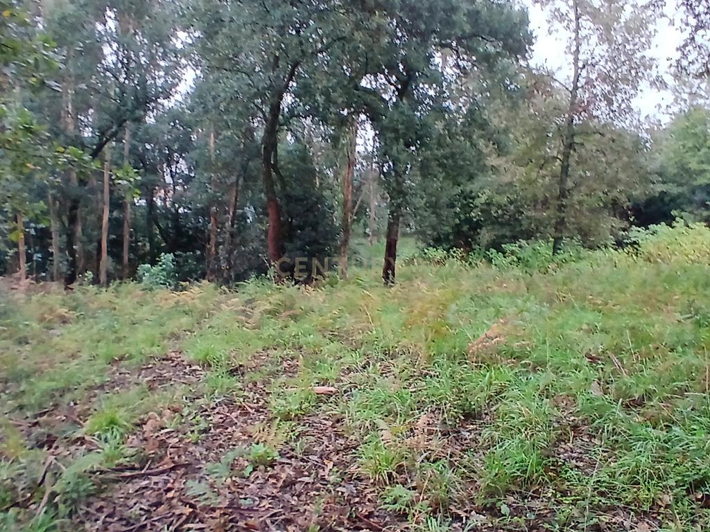 Terreno Rustico para Venda - Carvalhal - Barcelos - Image 7