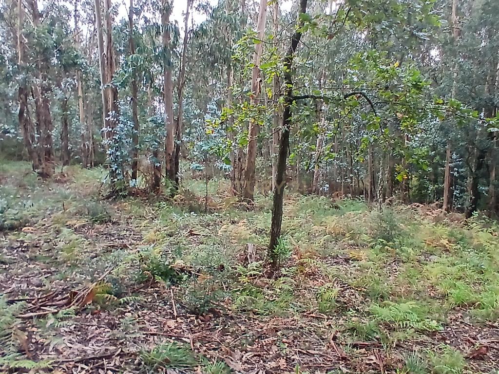 Terreno Rustico para Venda - Carvalhal - Barcelos - Image 2