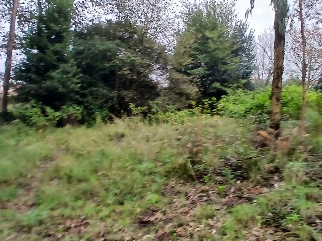 Terreno Rustico para Venda - Carvalhal - Barcelos - Image 3