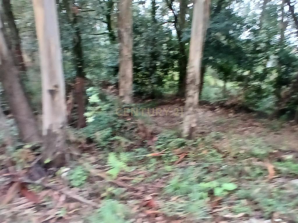 Terreno Rustico para Venda - Carvalhal - Barcelos - Image 4