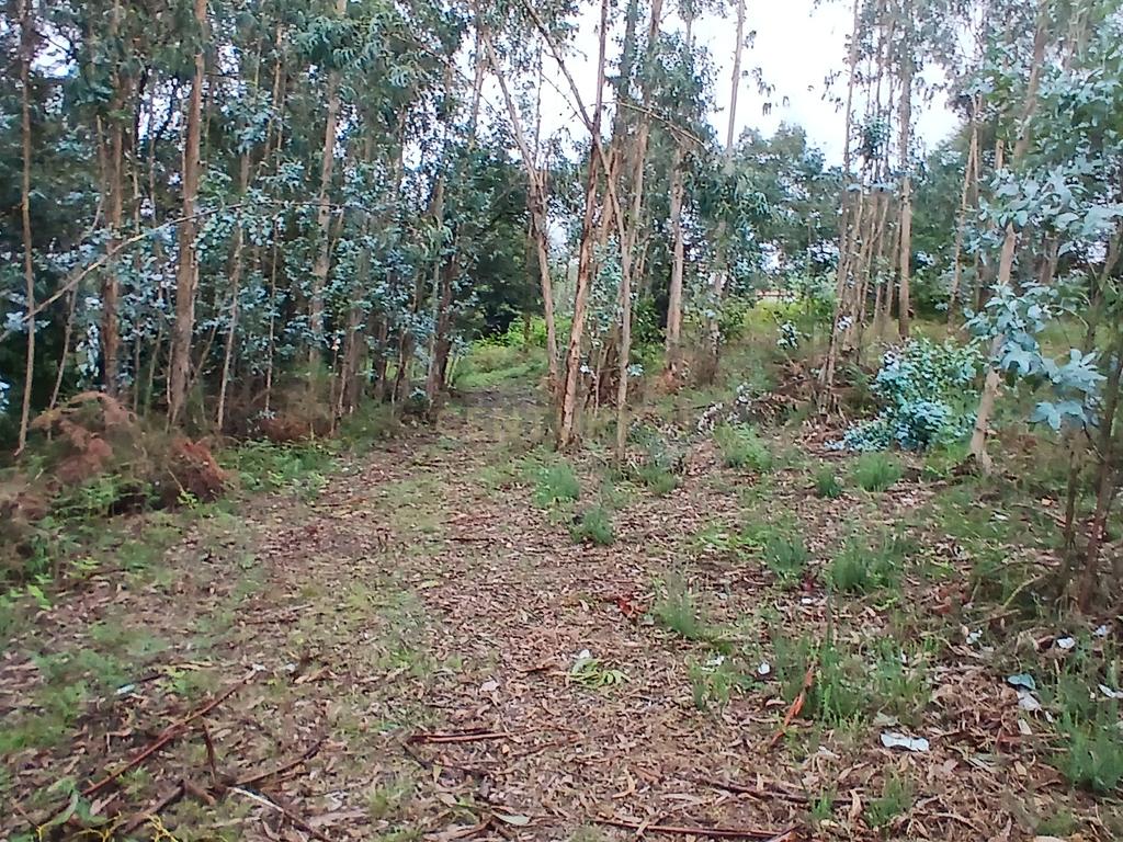 Terreno Rustico para Venda - Carvalhal - Barcelos - Image 14