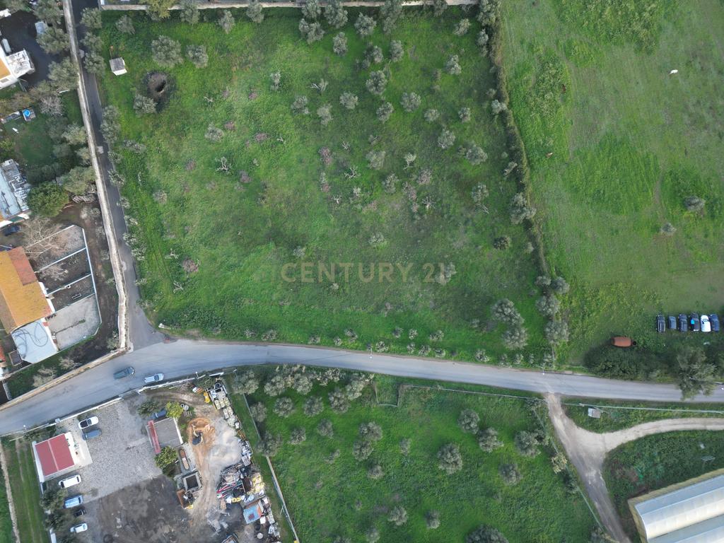 Terreno com PIP para LAR /  Residencia Idosos e Apoio Domiciliário - Image 16