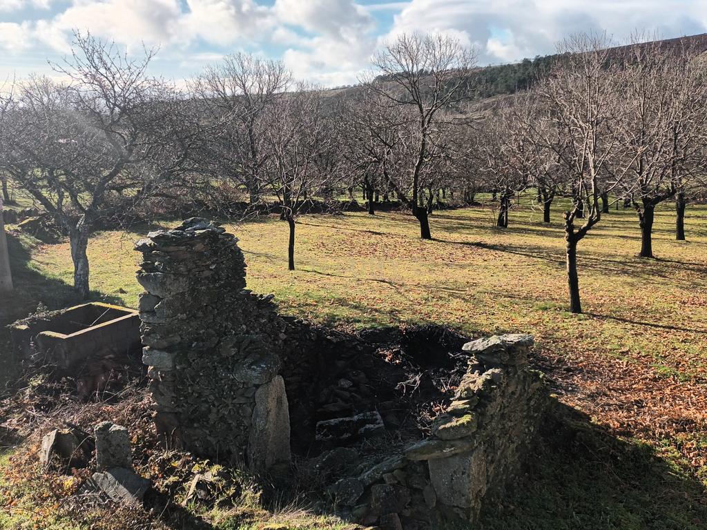Ruína com Souto de Castanheiros em Tazém - Image 13